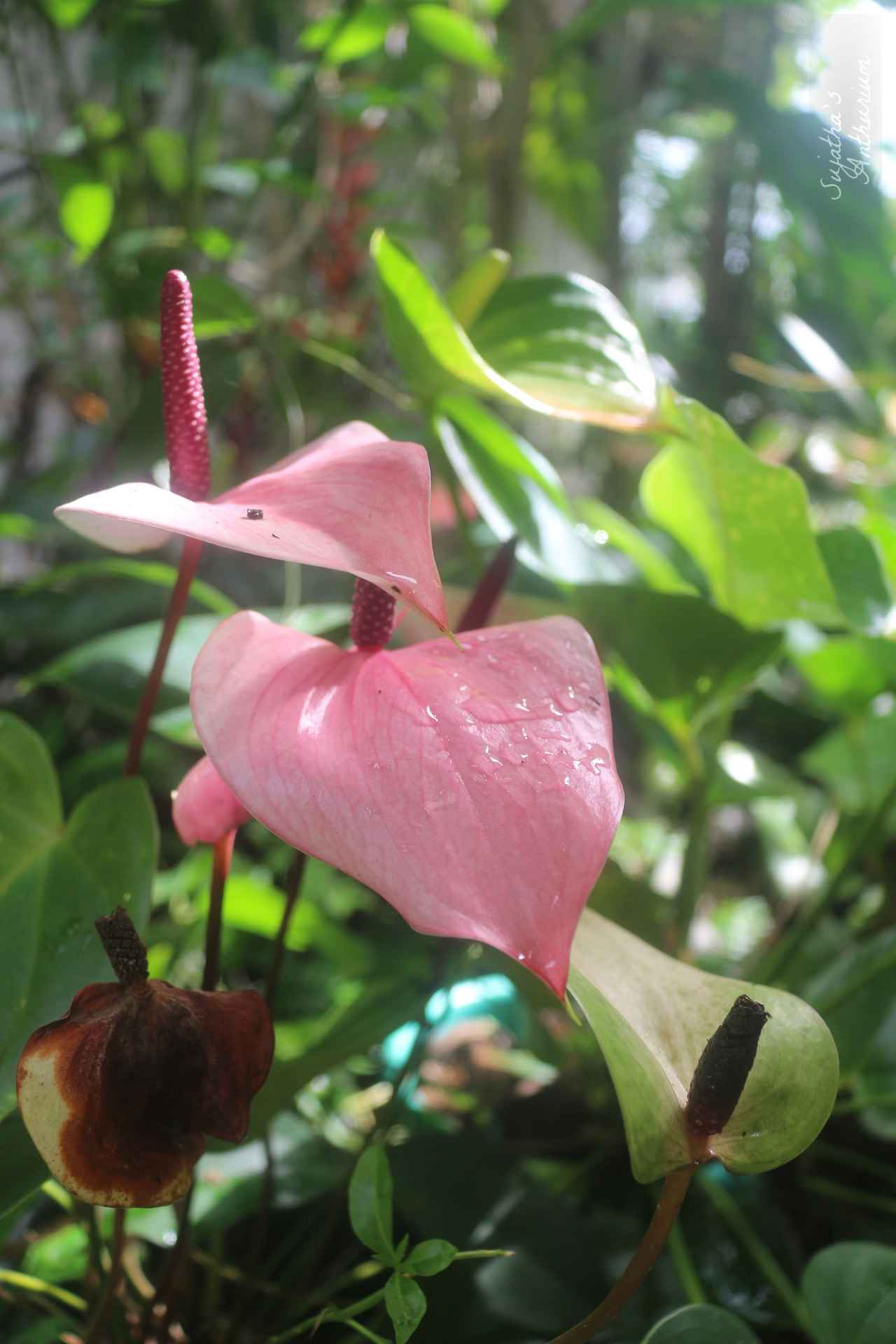 Anthurium variant Alexia Purple. Flower has a pink, white spathe and a purple spadix. image 4
