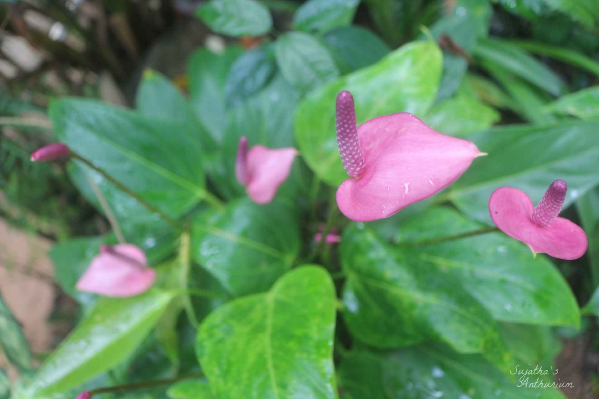 Anthurium variant Baby Purple. Flower has a purple spathe and a dark purple spadix. image 4