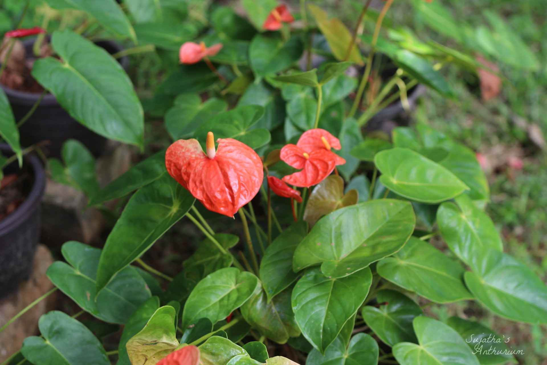 Anthurium variant Butterfly Orange. Flower has a orange, green spathe and a yellow spadix. image 1