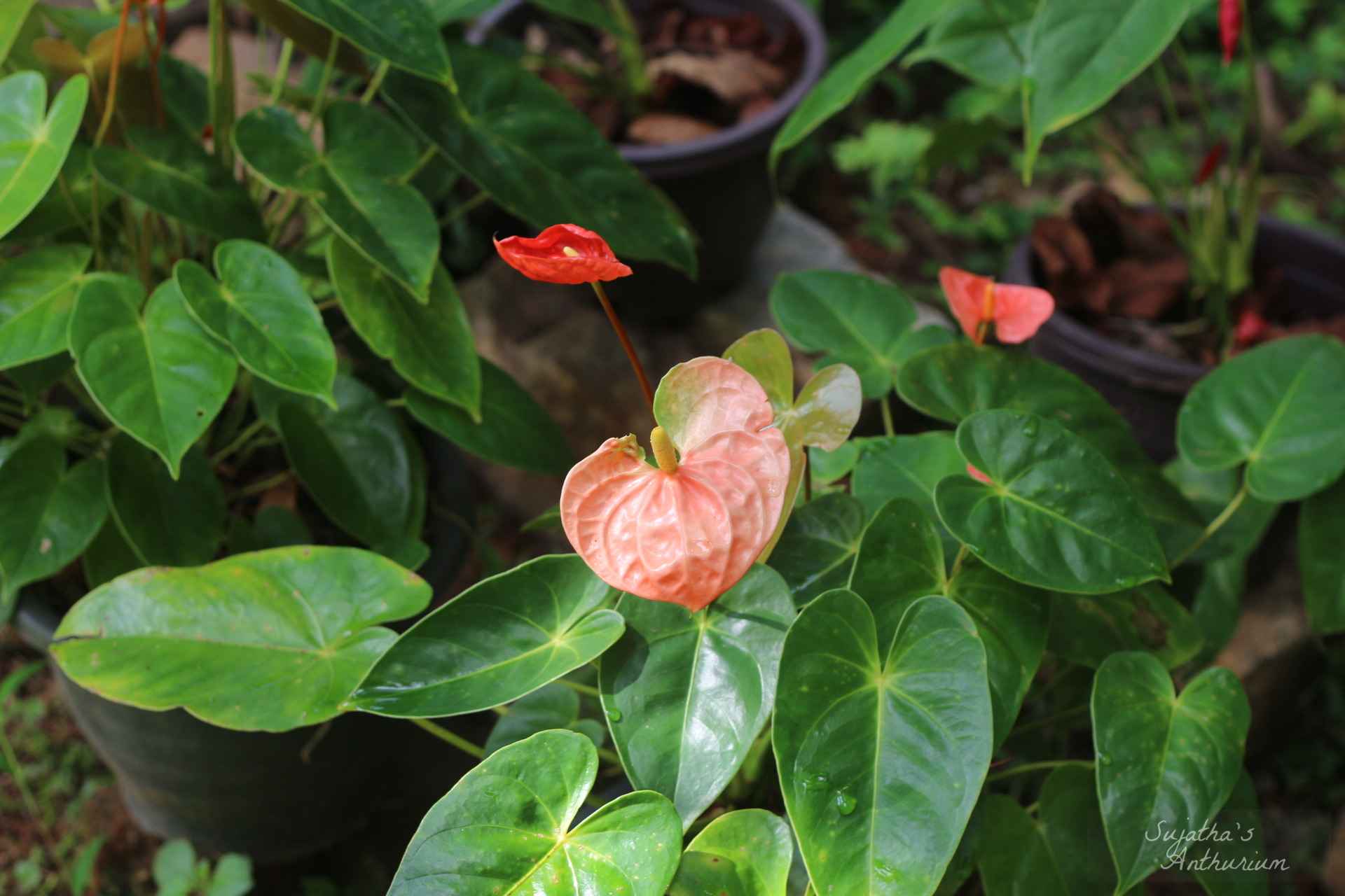Anthurium variant Butterfly Orange. Flower has a orange, green spathe and a yellow spadix. image 2