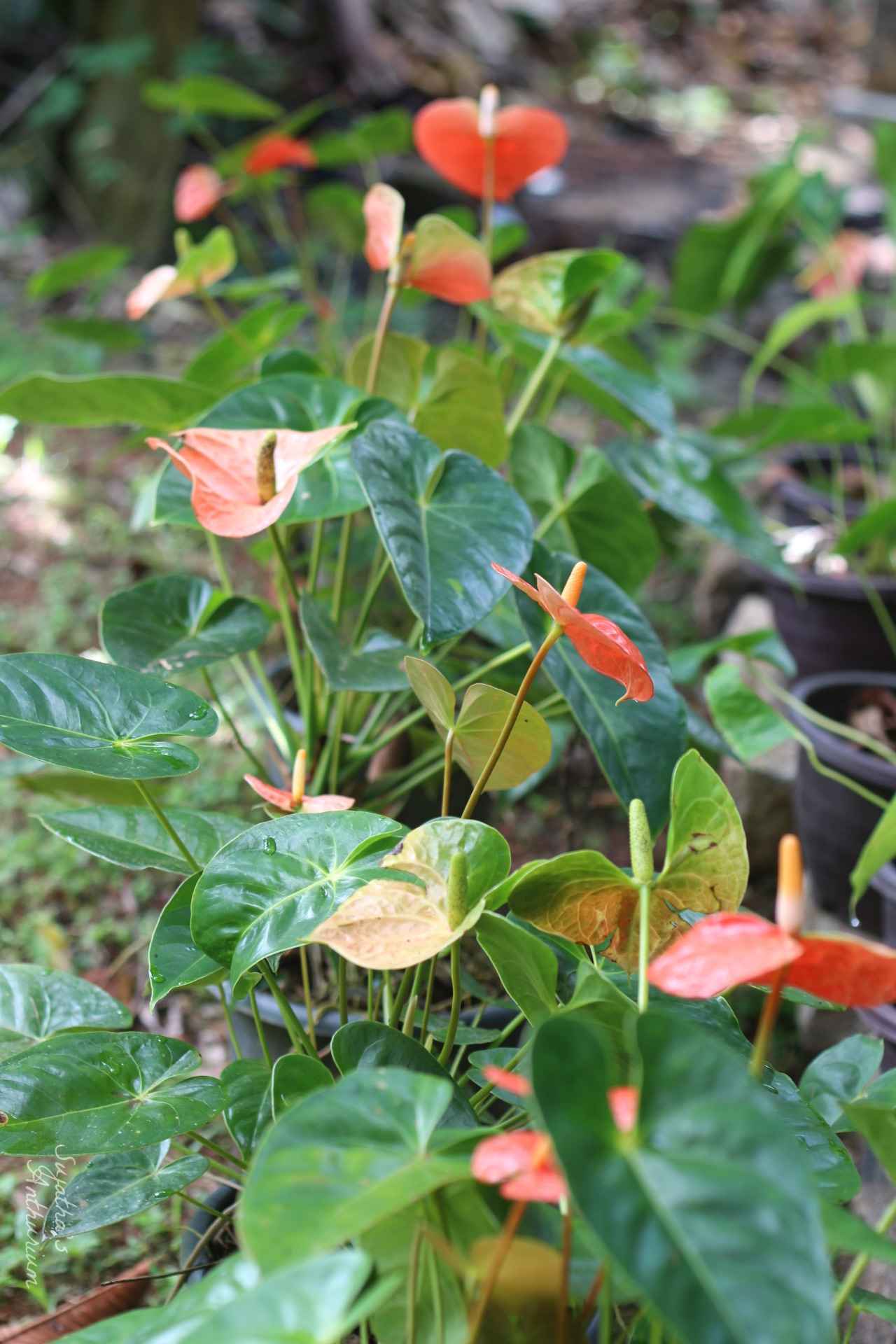 Anthurium variant Butterfly Orange. Flower has a orange, green spathe and a yellow spadix. image 3
