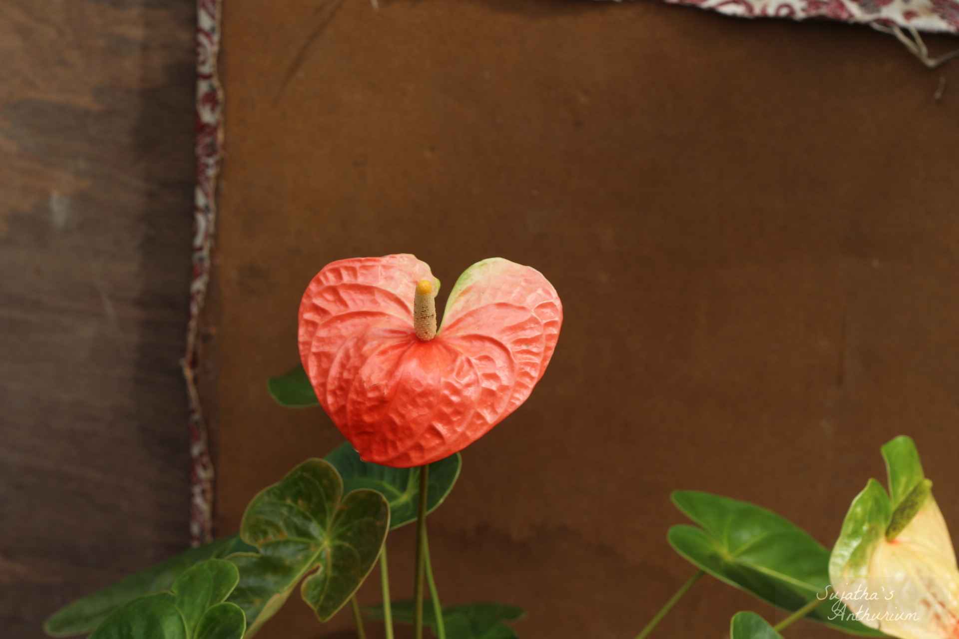 Anthurium variant Butterfly Orange. Flower has a orange, green spathe and a yellow spadix. image 4