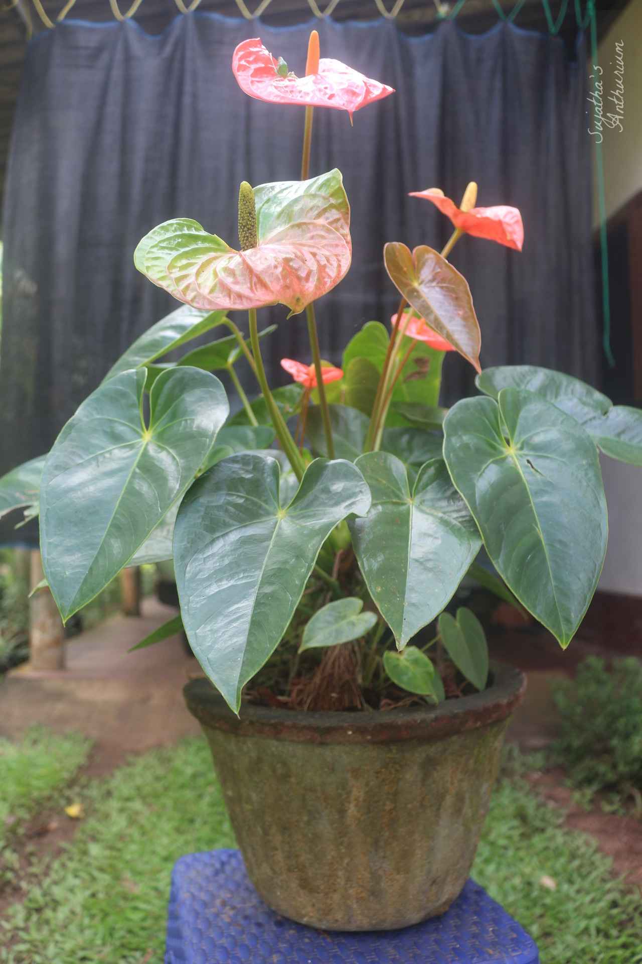 Anthurium variant Butterfly Orange. Flower has a orange, green spathe and a yellow spadix. image 5