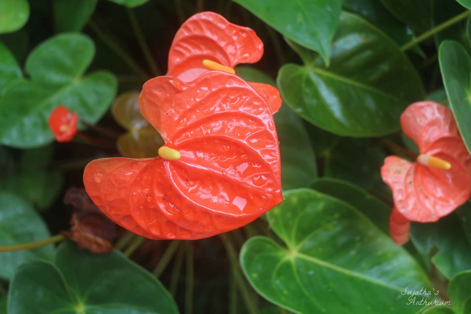 Anthurium variant Butterfly Orange. Flower has a orange, green spathe and a yellow spadix. image 6