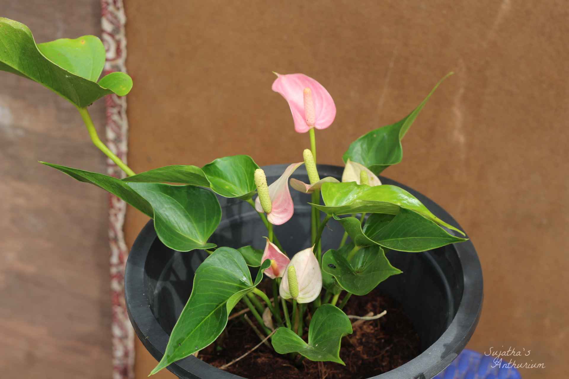 Anthurium variant Jolly. Flower has a pink curly spathe and a mild pink spadix. image 3