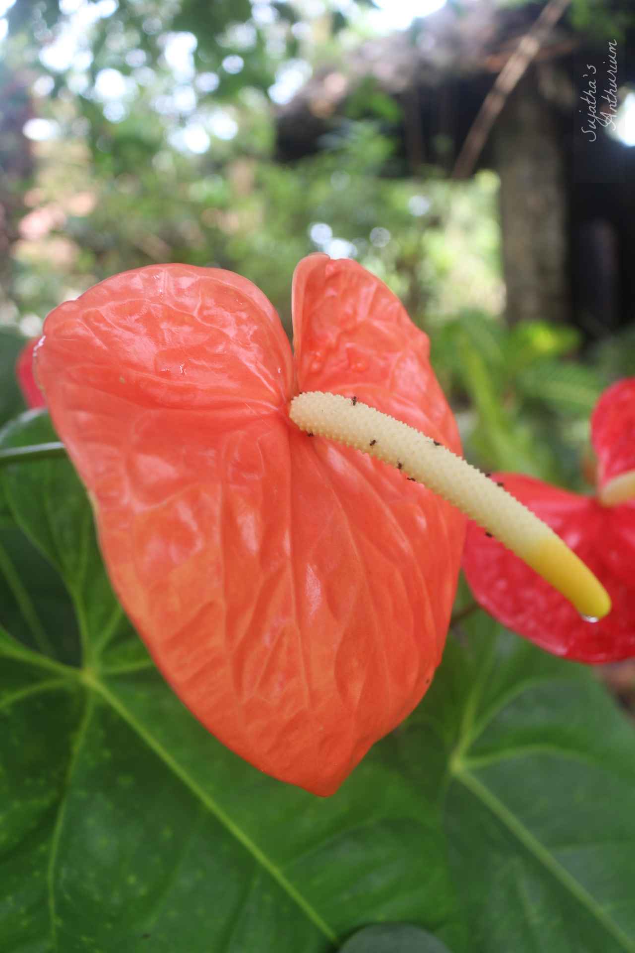 Anthurium variant Misuri Orange. Flower has a orange color spathe and a yellow spadix. image 1