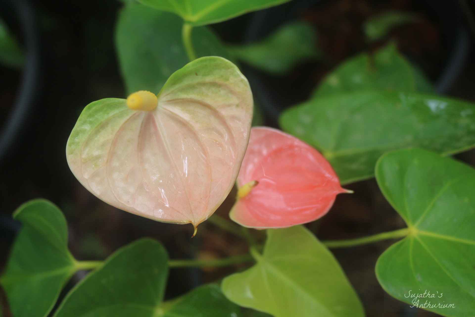 Anthurium variant Panedola. Flower has a pink, green spathe and a yellow spadix. main image