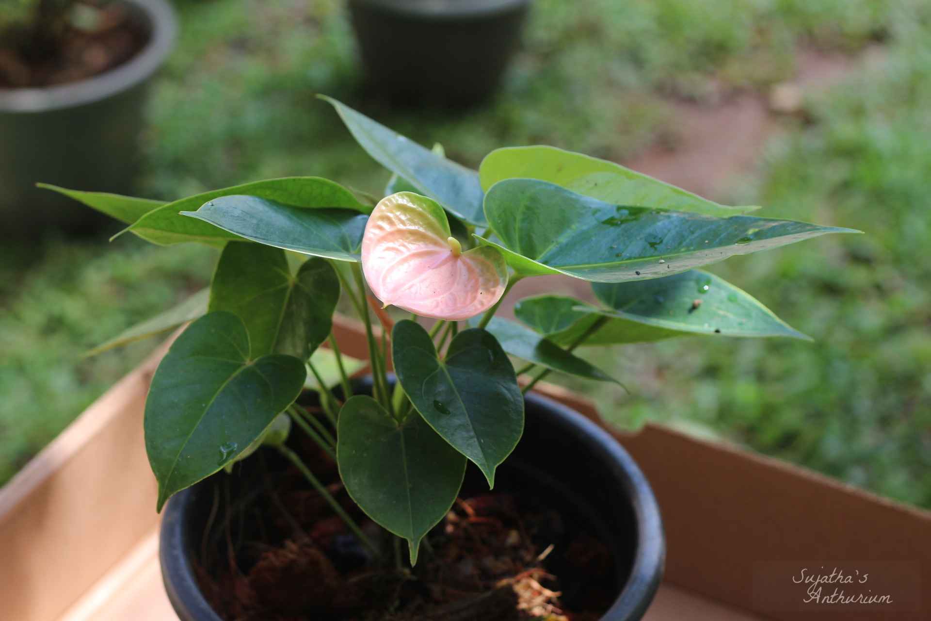 Anthurium variant Panedola. Flower has a pink, green spathe and a yellow spadix. image 1