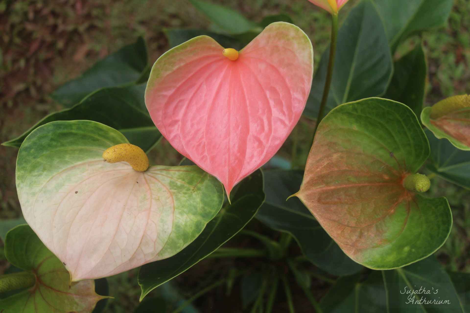 Anthurium variant Panedola. Flower has a pink, green spathe and a yellow spadix. image 3