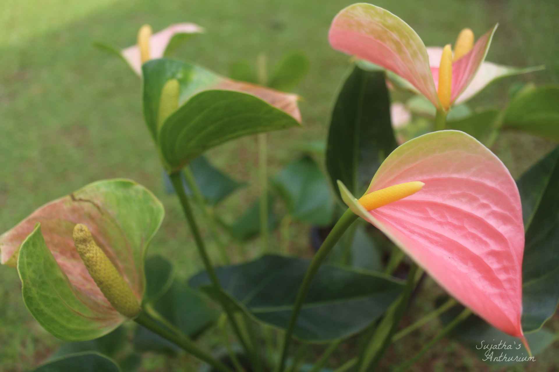 Anthurium variant Panedola. Flower has a pink, green spathe and a yellow spadix. image 5