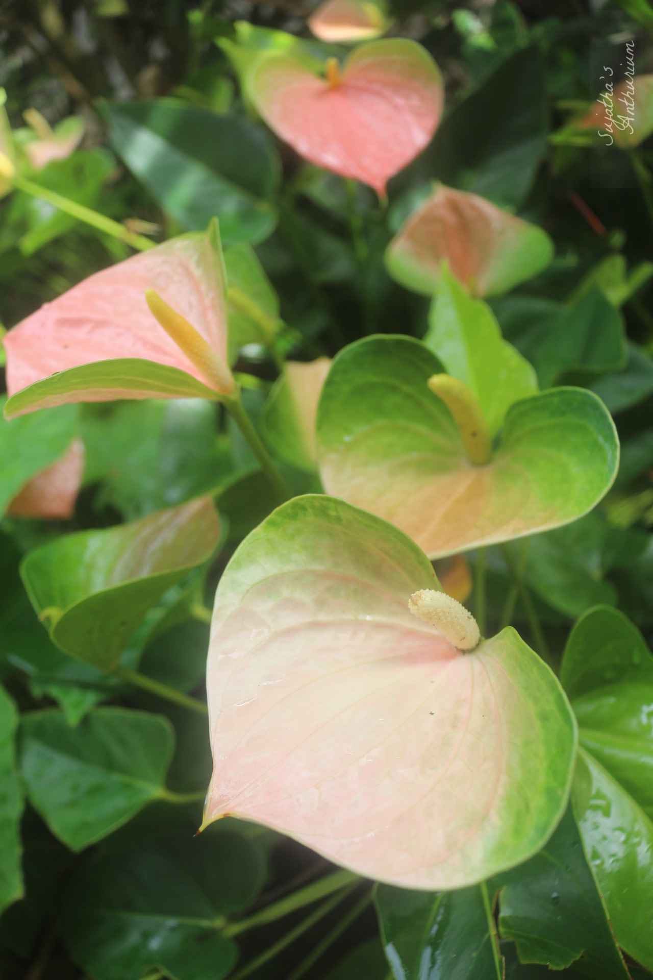 Anthurium variant Panedola. Flower has a pink, green spathe and a yellow spadix. image 6