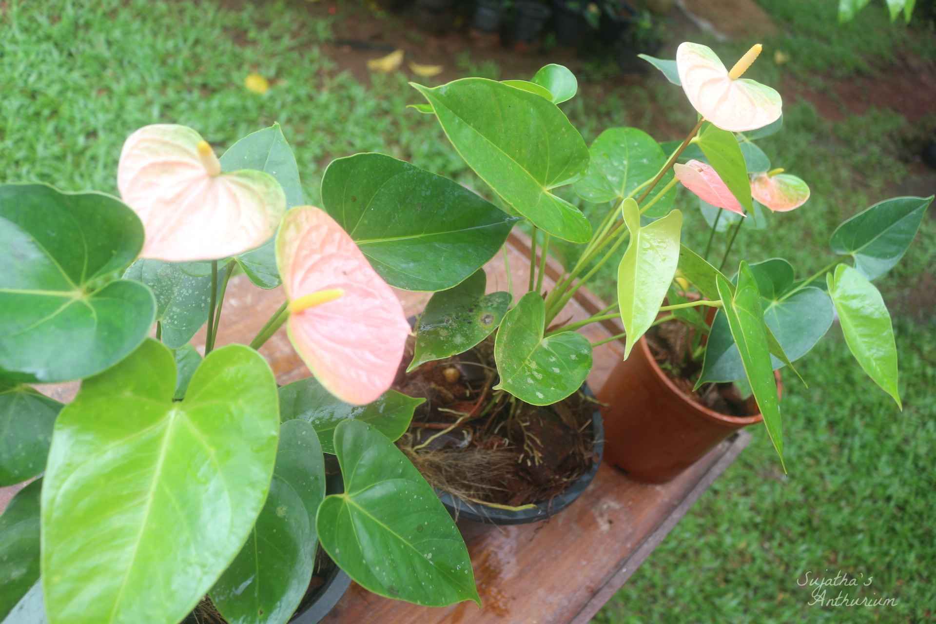 Anthurium variant Panedola. Flower has a pink, green spathe and a yellow spadix. image 8