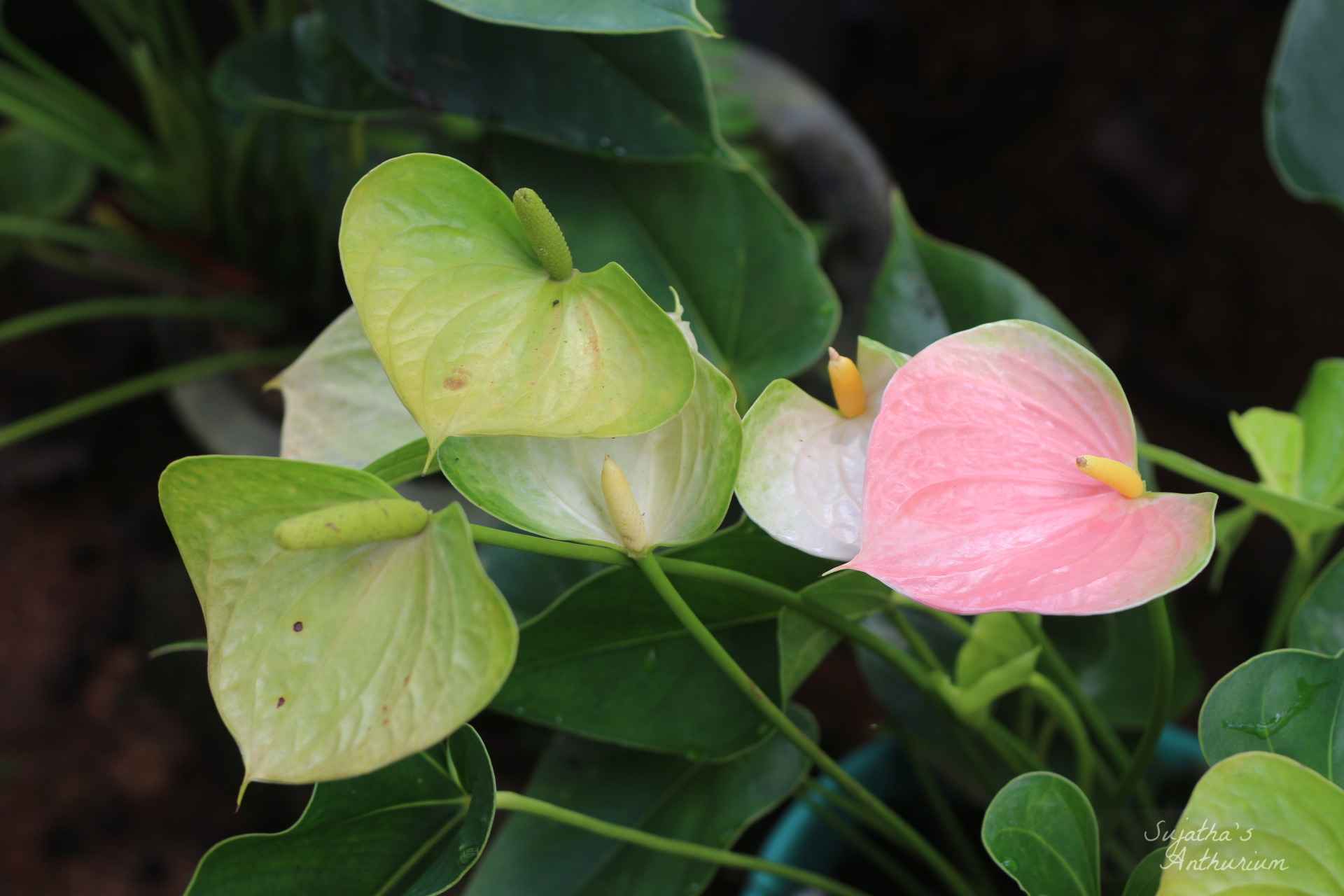 Anthurium variant Panedola. Flower has a pink, green spathe and a yellow spadix. image 10