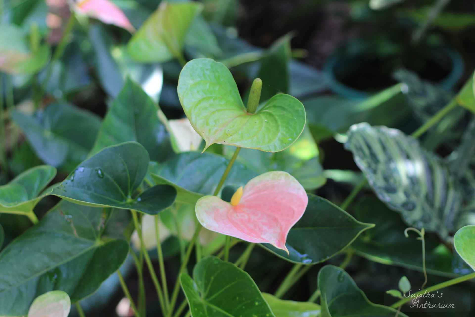 Anthurium variant Panedola. Flower has a pink, green spathe and a yellow spadix. image 11