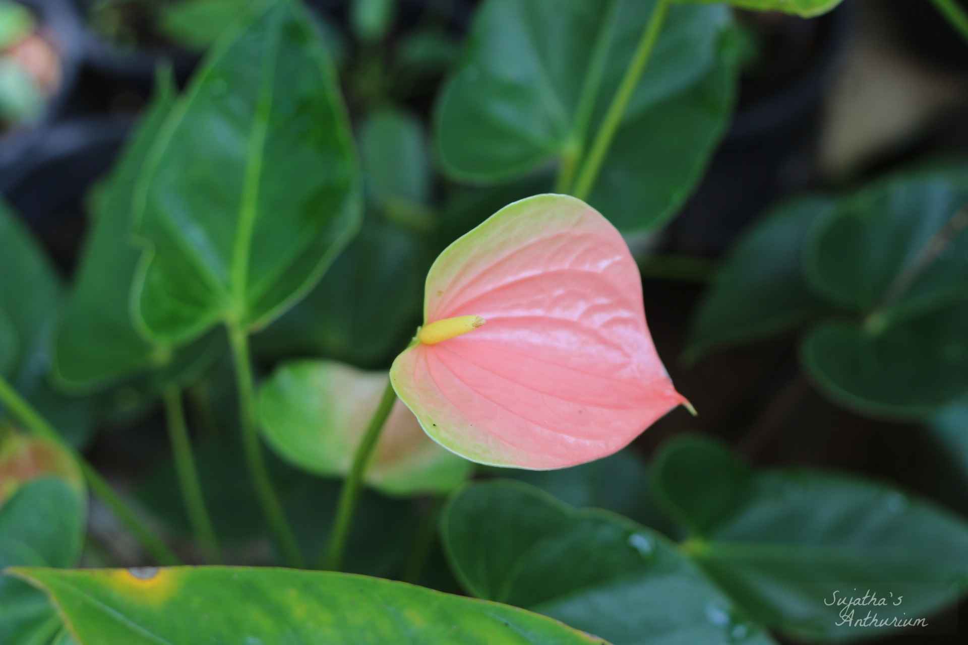 Anthurium variant Panedola. Flower has a pink, green spathe and a yellow spadix. image 12