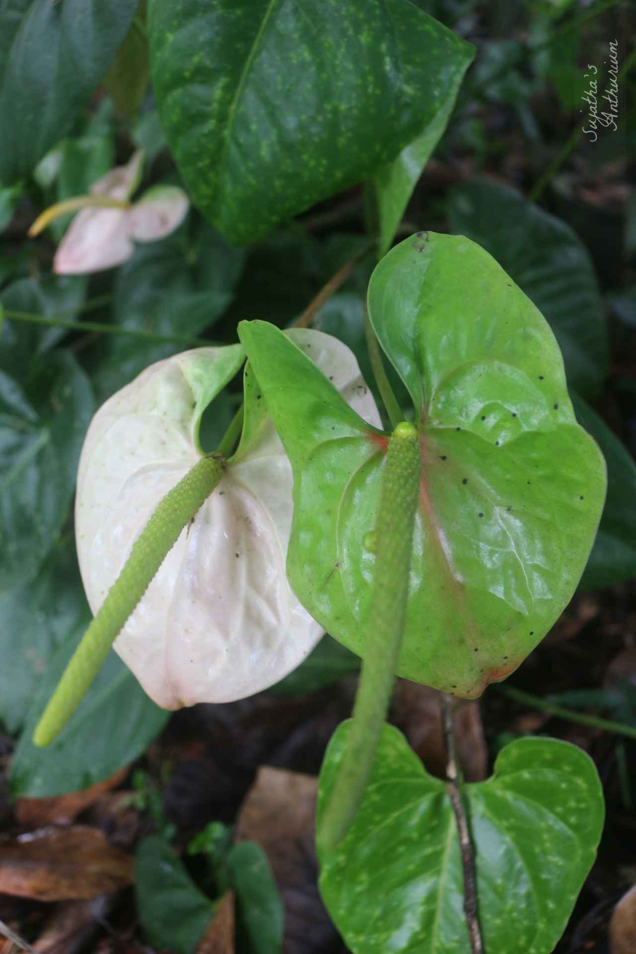Anthurium variant Pink Correl. Flower has a pink, green spathe and a yellow spadix. image 1