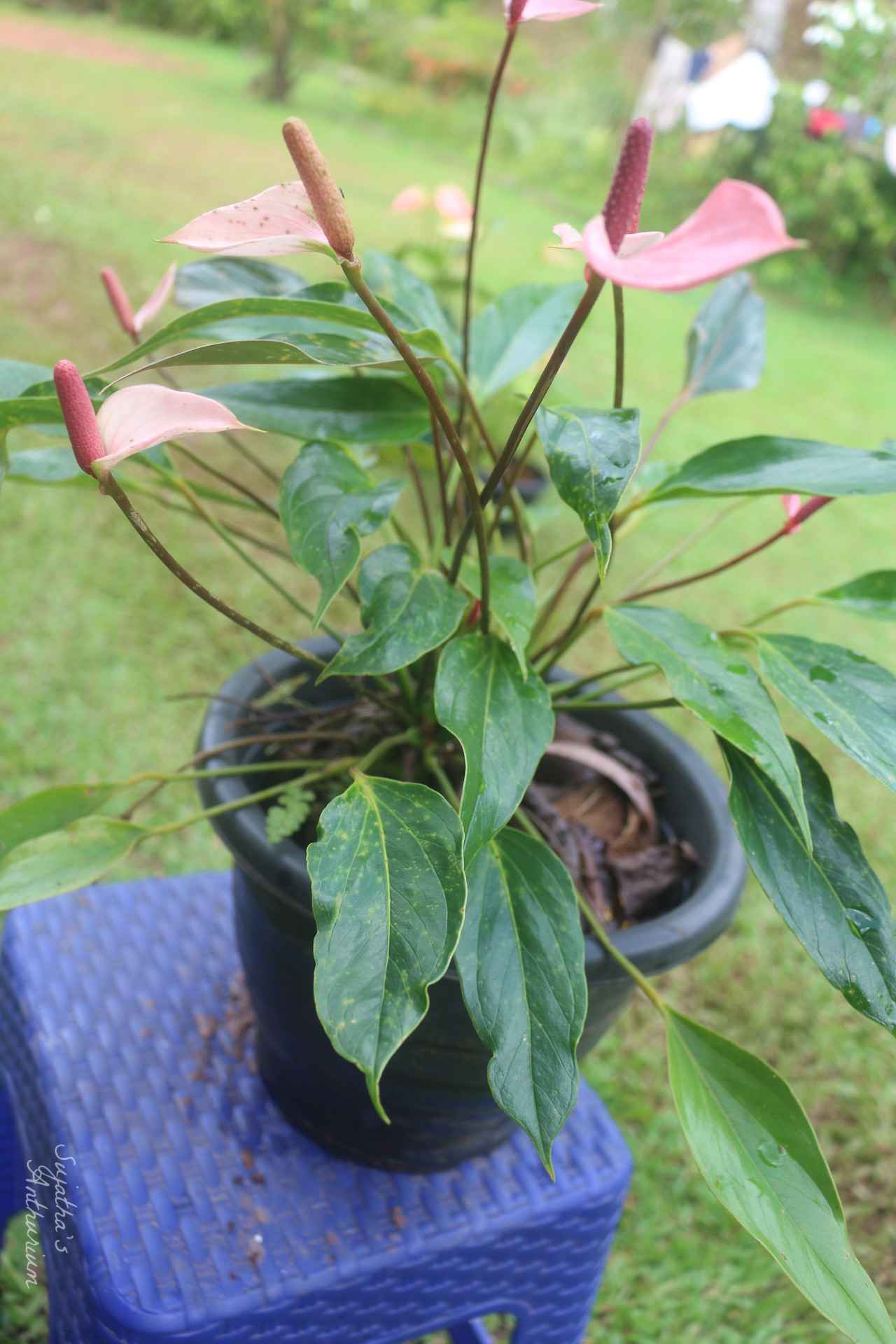 Anthurium variant Pink Me. Flower has a pale purple spathe and a maroon spadix. image 2