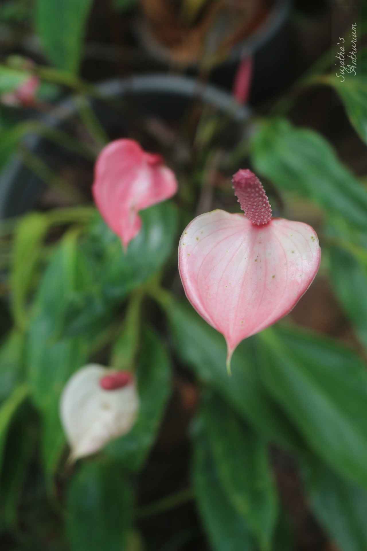 Anthurium variant Pink Me. Flower has a pale purple spathe and a maroon spadix. image 3