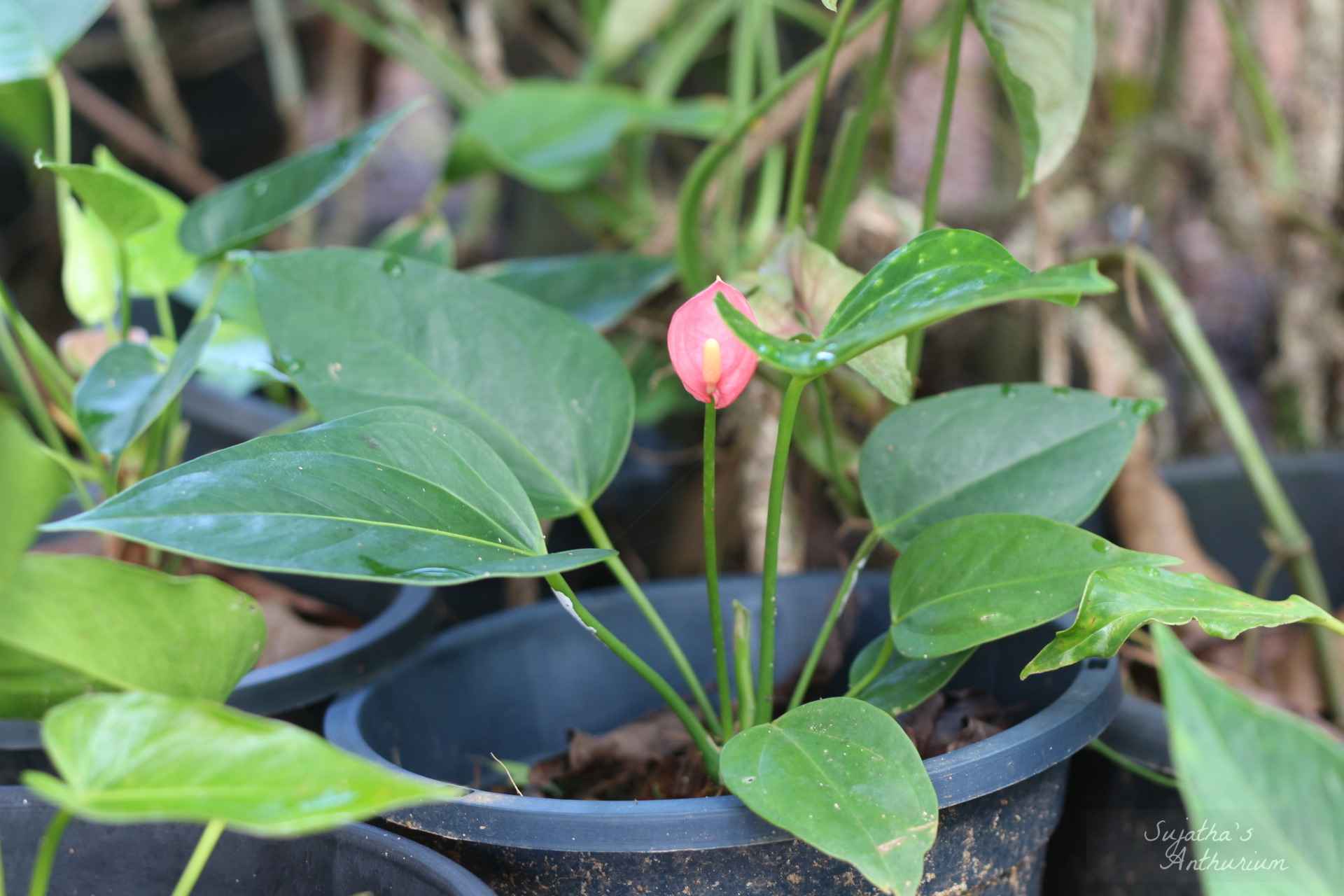 Anthurium variant Pink Ribbon. Flower has a pink ribbon like spathe and a pale pink spadix. image 1