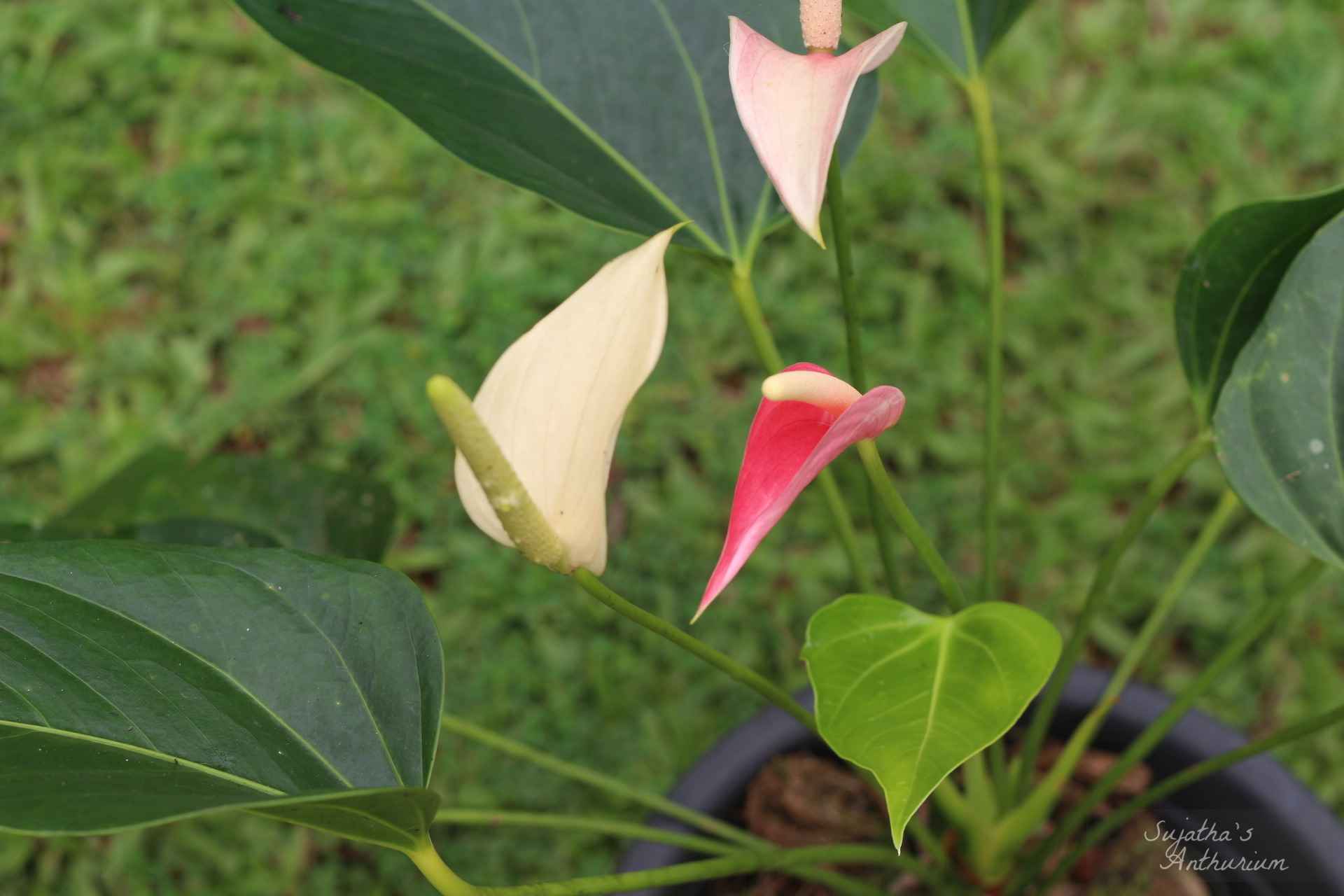 Anthurium variant Pink Ribbon. Flower has a pink ribbon like spathe and a pale pink spadix. image 2
