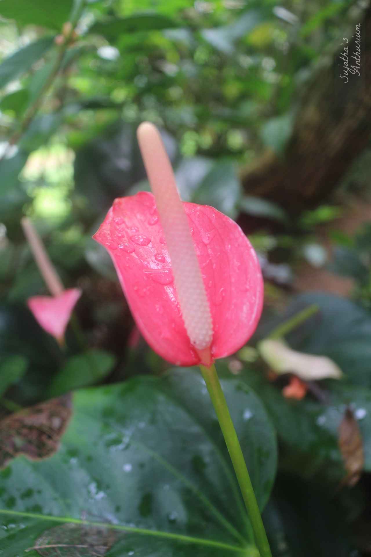 Anthurium variant Pink Ribbon. Flower has a pink ribbon like spathe and a pale pink spadix. image 5