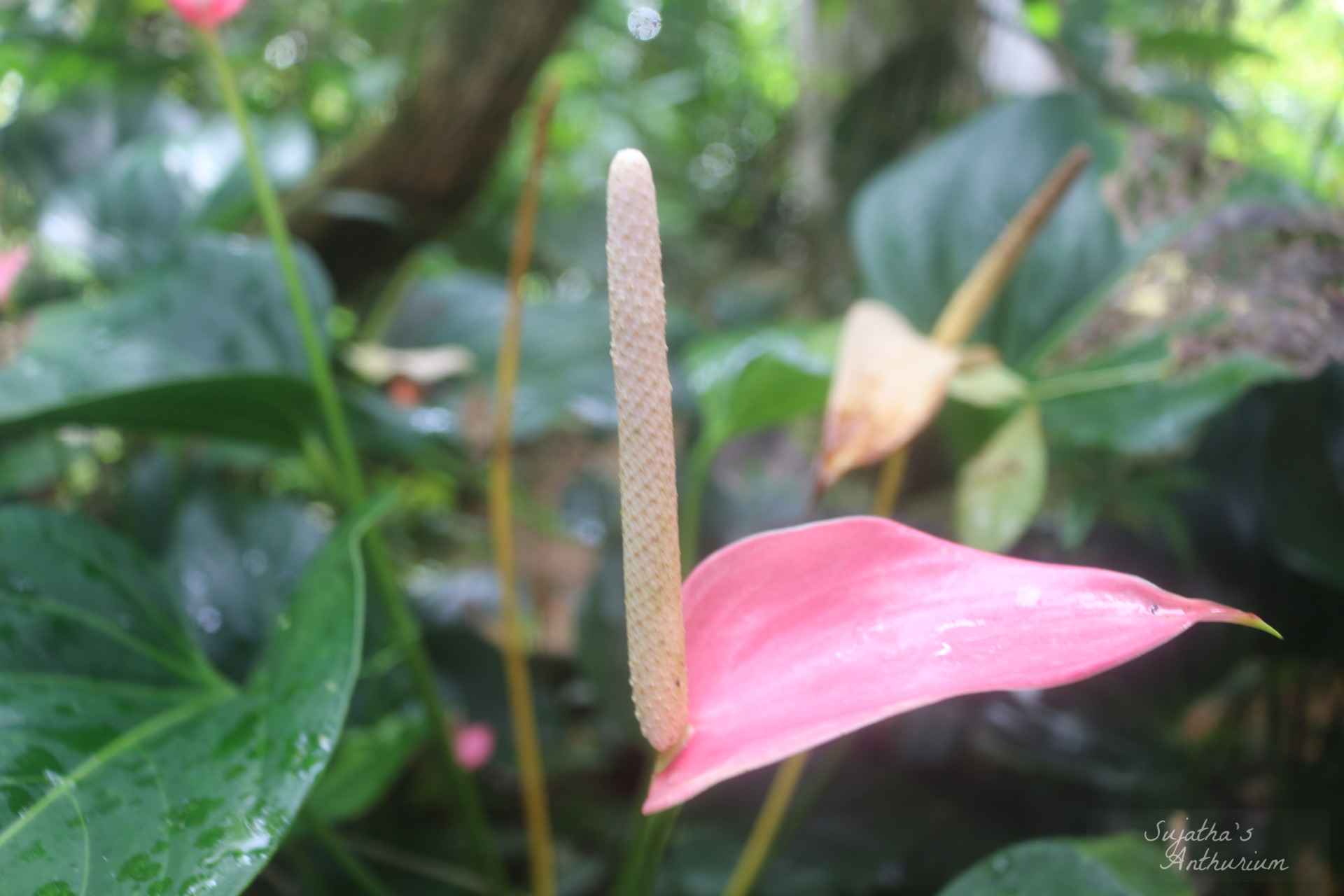Anthurium variant Pink Ribbon. Flower has a pink ribbon like spathe and a pale pink spadix. image 6
