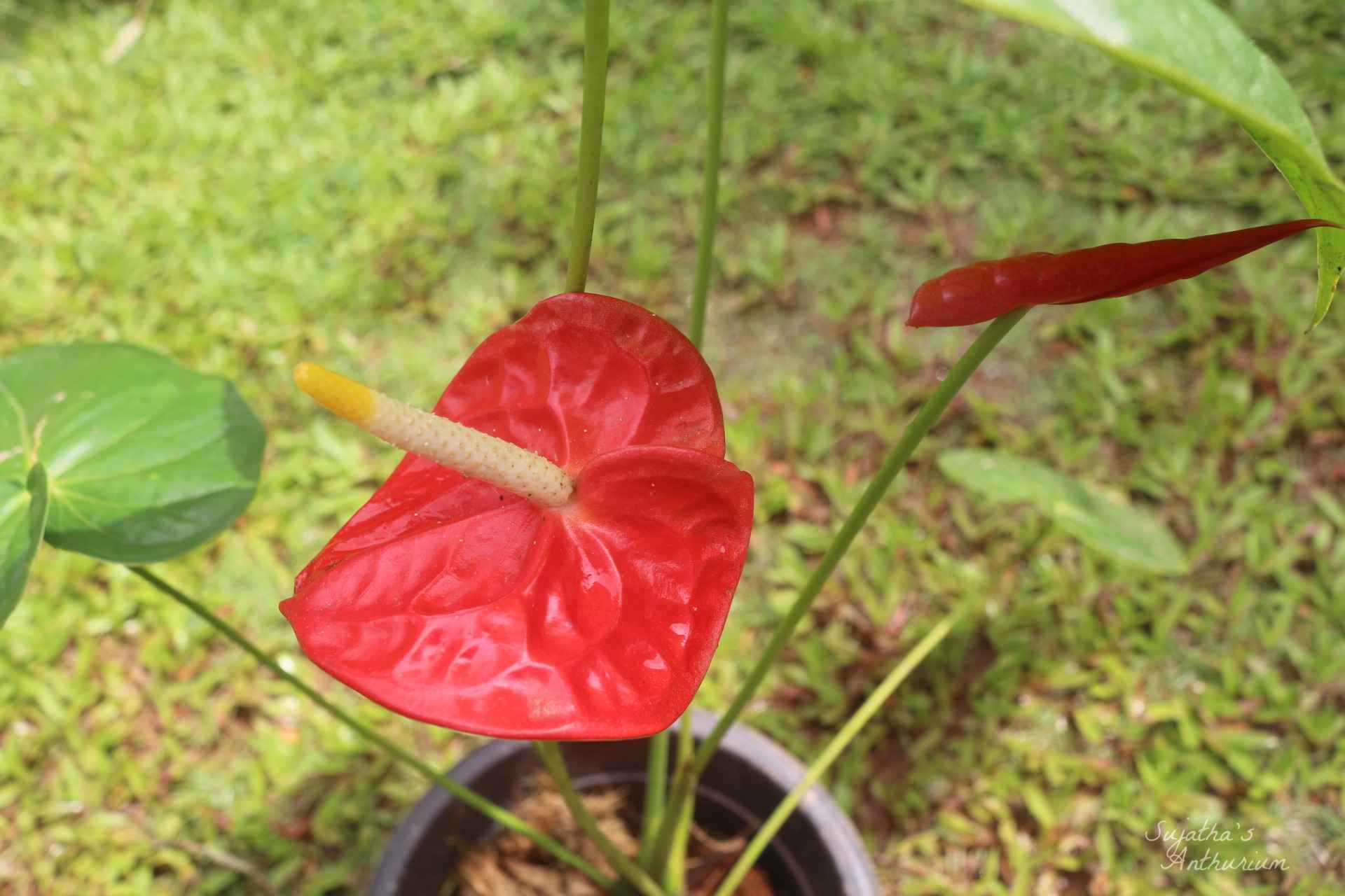 Anthurium variant Red Giant. Flower has a large red spathe and a yellow spadix. image 1