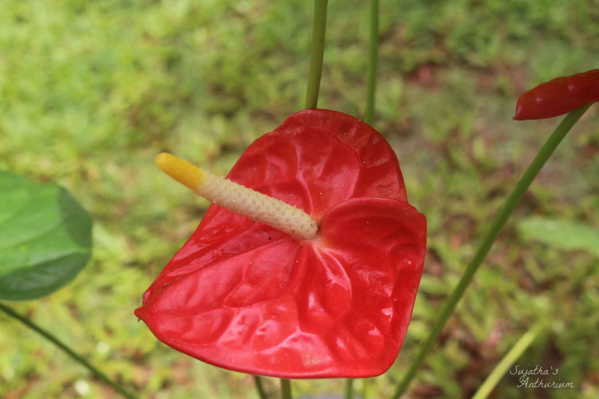 Anthurium variant Red Giant. Flower has a large red spathe and a yellow spadix. image 2
