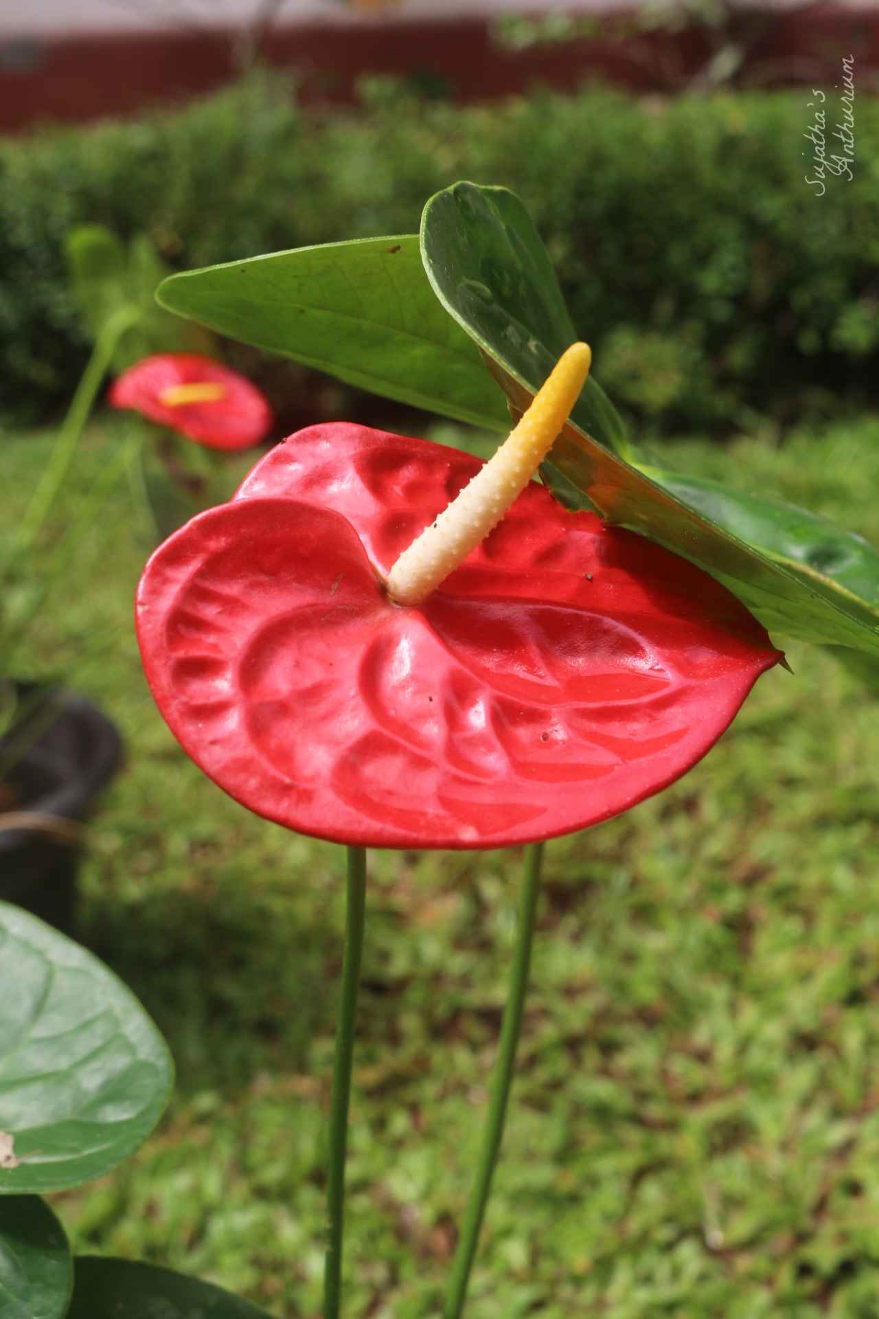 Anthurium variant Red Giant. Flower has a large red spathe and a yellow spadix. image 3