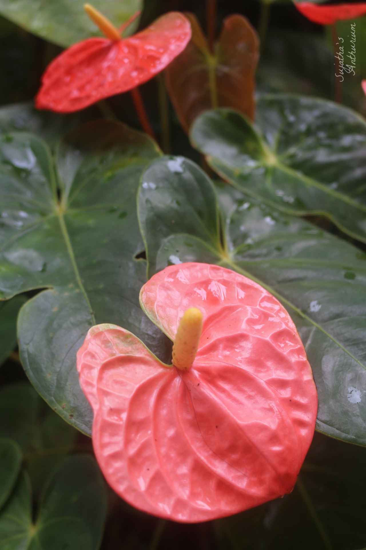 Anthurium variant Red Giant. Flower has a large red spathe and a yellow spadix. image 5