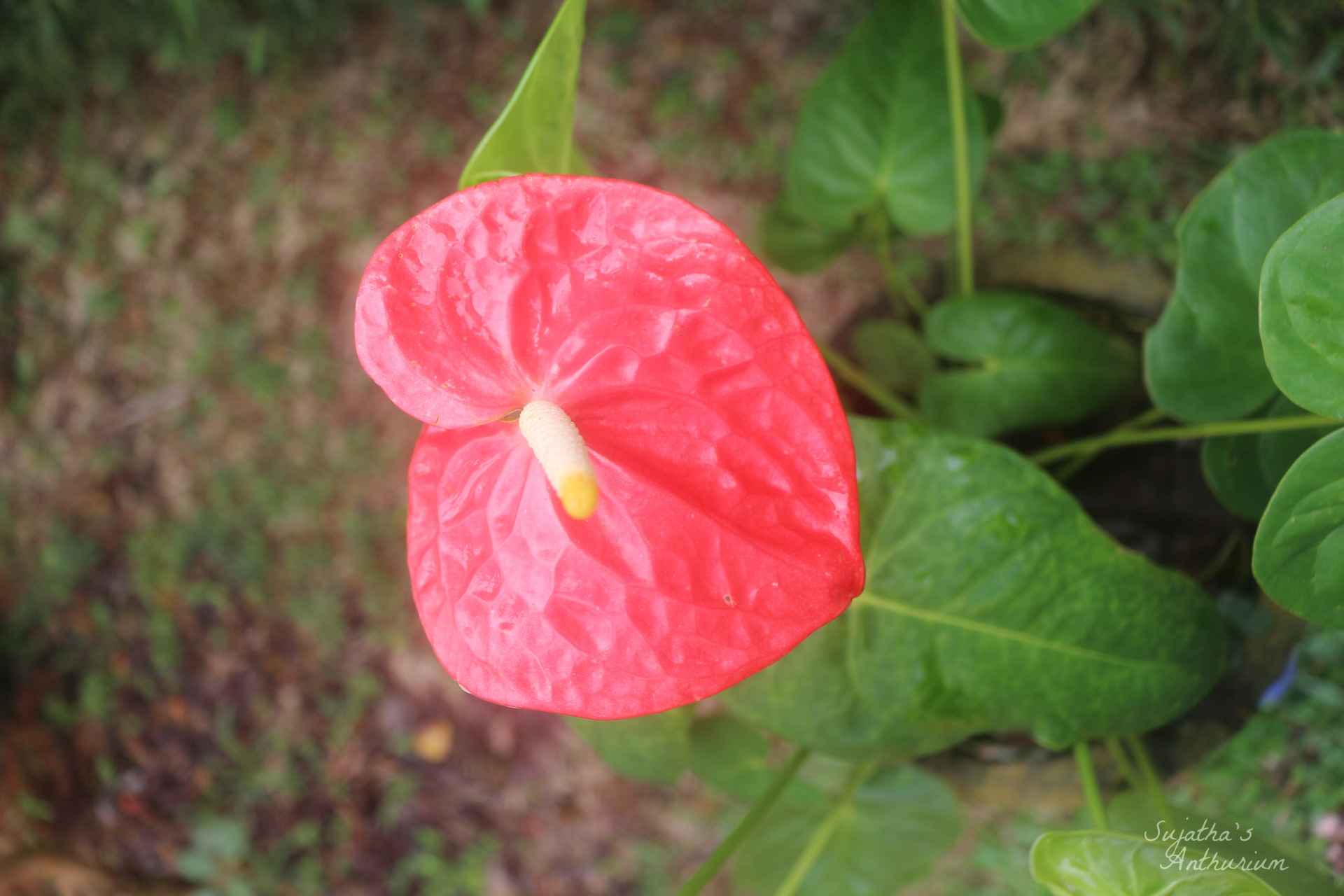 Anthurium variant Red Giant. Flower has a large red spathe and a yellow spadix. image 8