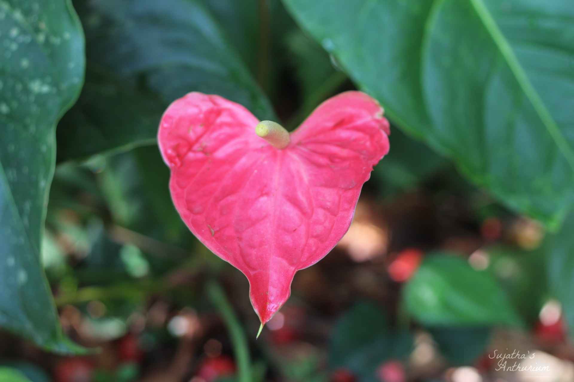 Anthurium variant Red Large I. Flower has a large red spathe and a yellow spadix. image 6