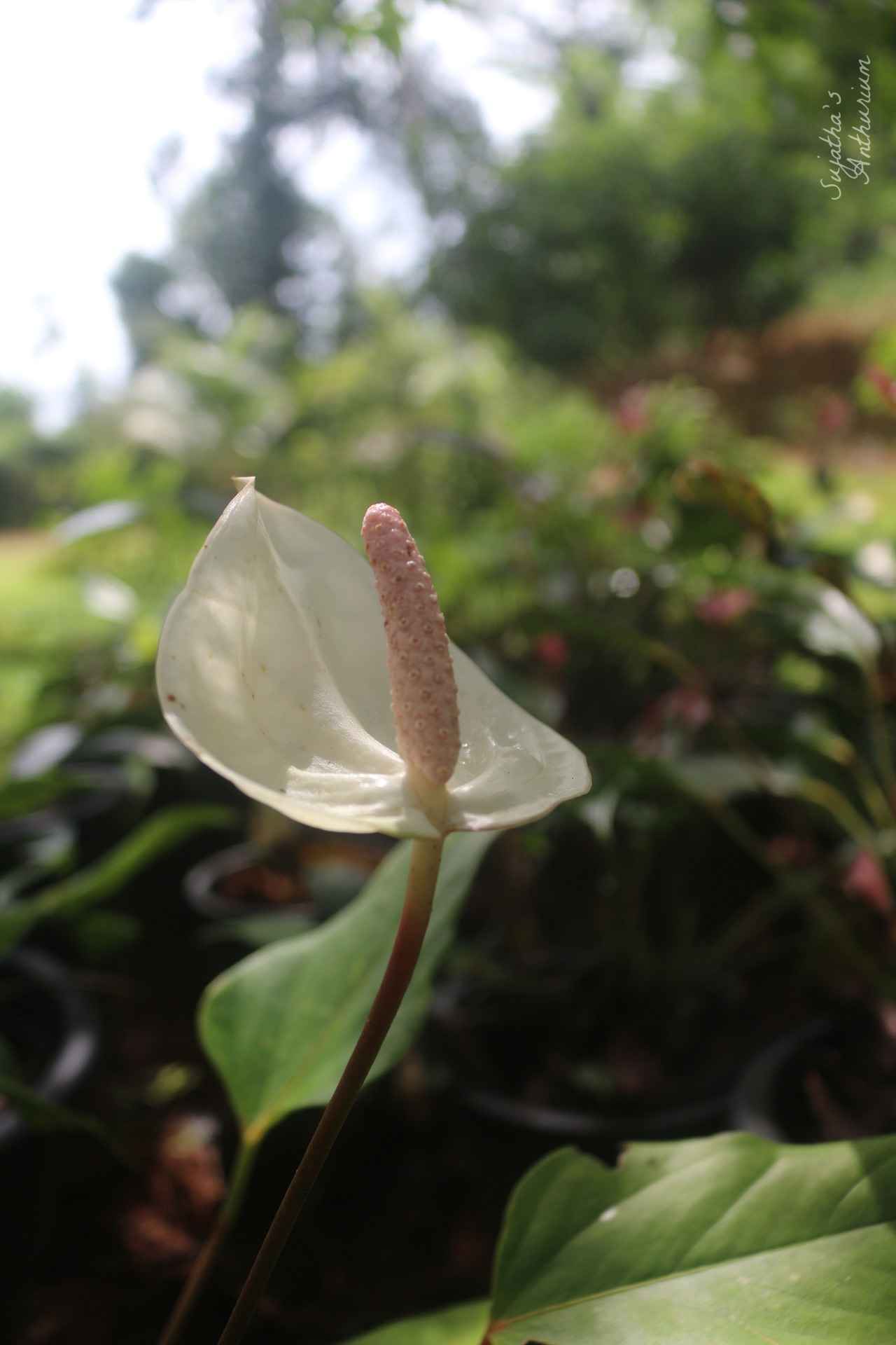 Anthurium variant White Beauty. Flower has a white spathe and a pale purple spadix. image 2