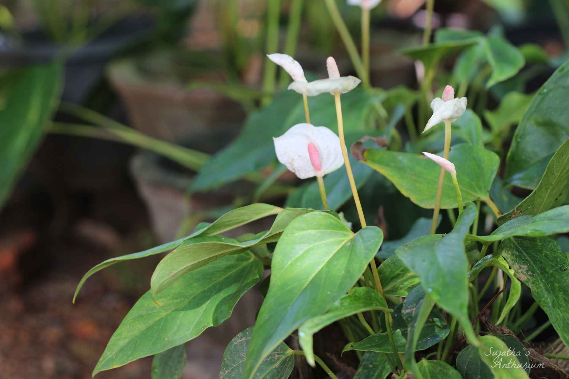 Anthurium variant White Beauty. Flower has a white spathe and a pale purple spadix. image 3