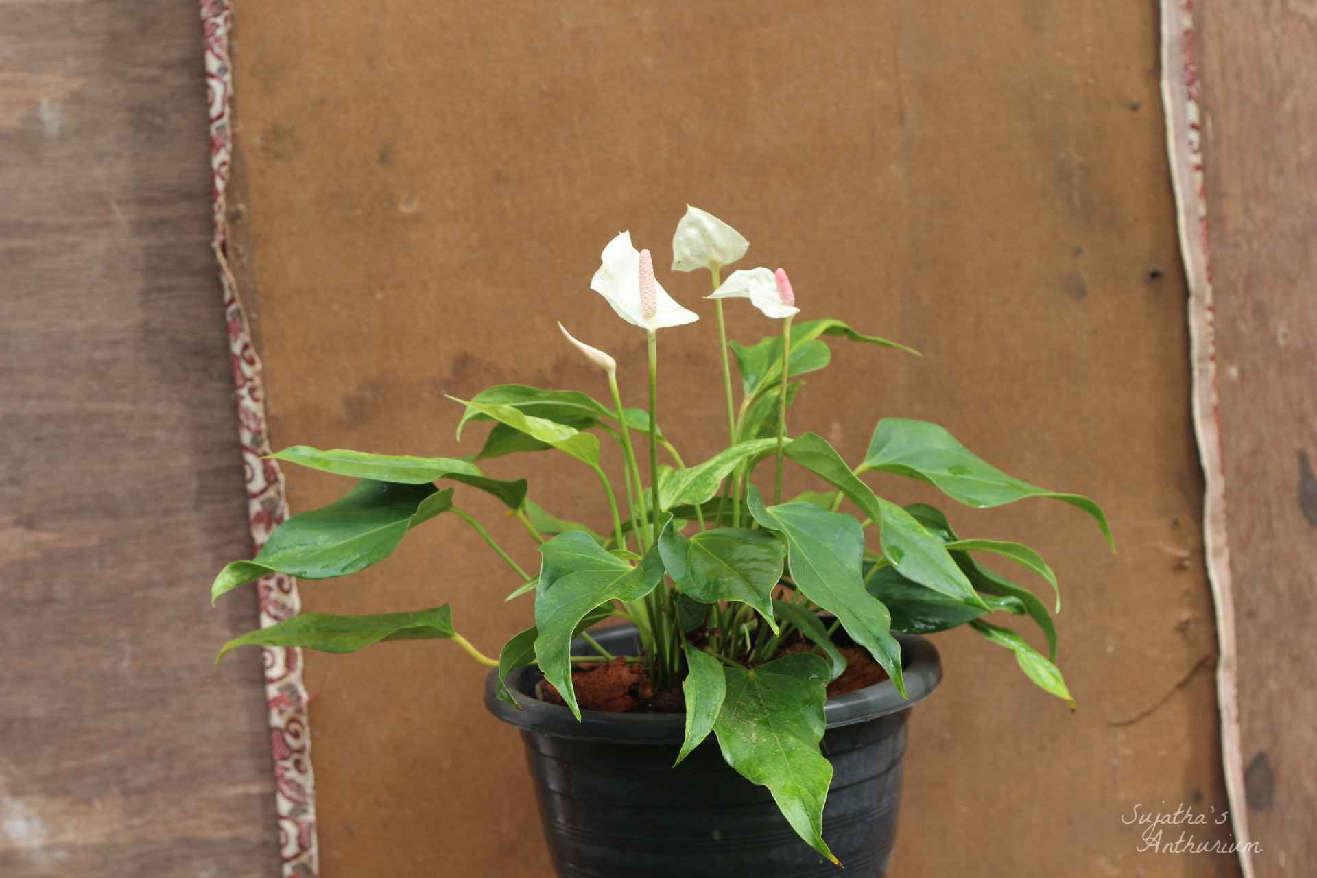 Anthurium variant White Beauty. Flower has a white spathe and a pale purple spadix. image 4