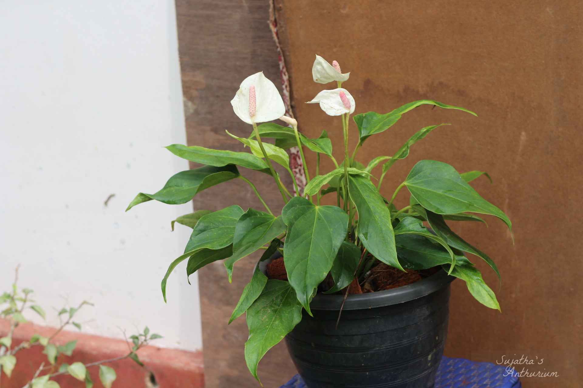 Anthurium variant White Beauty. Flower has a white spathe and a pale purple spadix. image 6