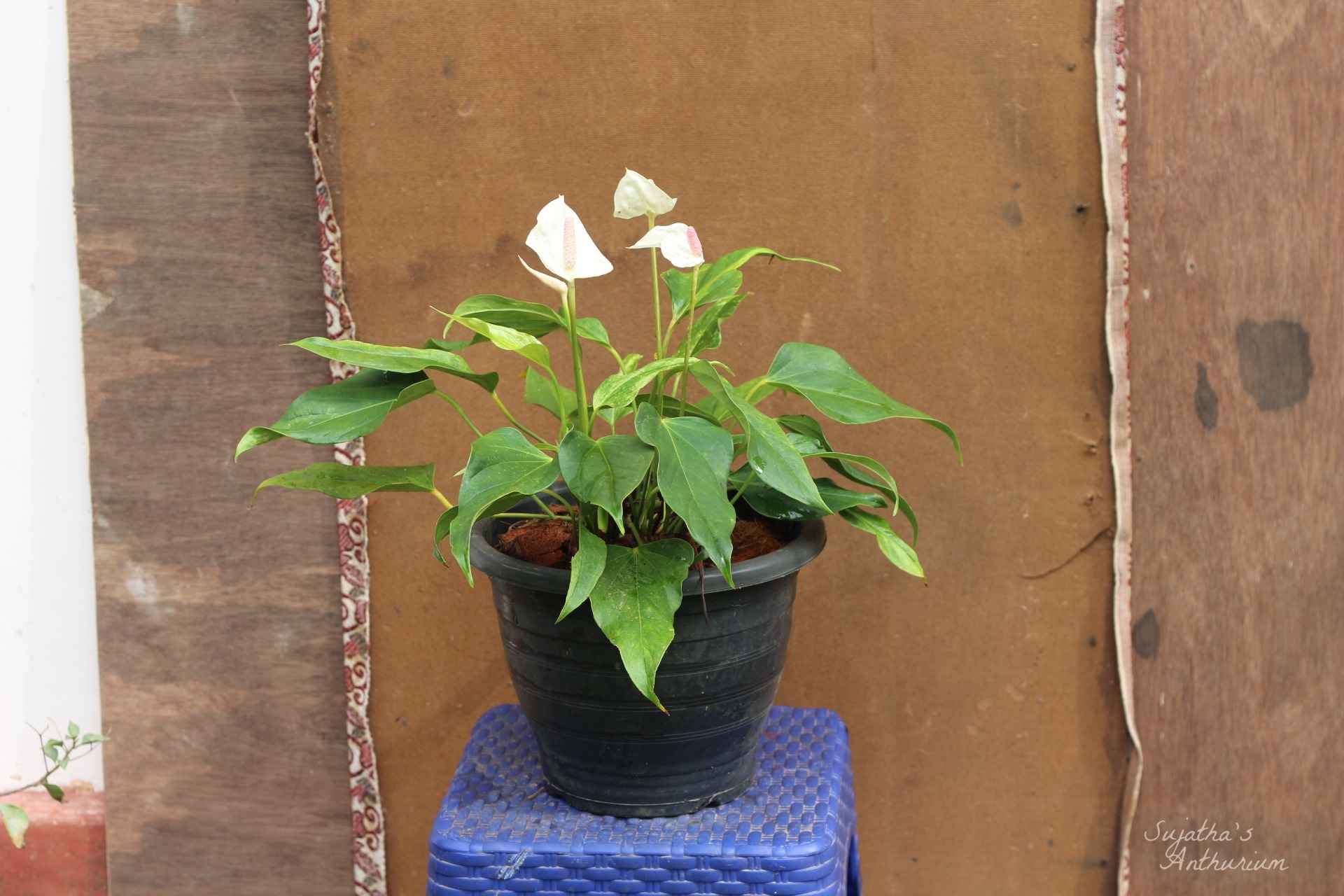 Anthurium variant White Beauty. Flower has a white spathe and a pale purple spadix. image 7