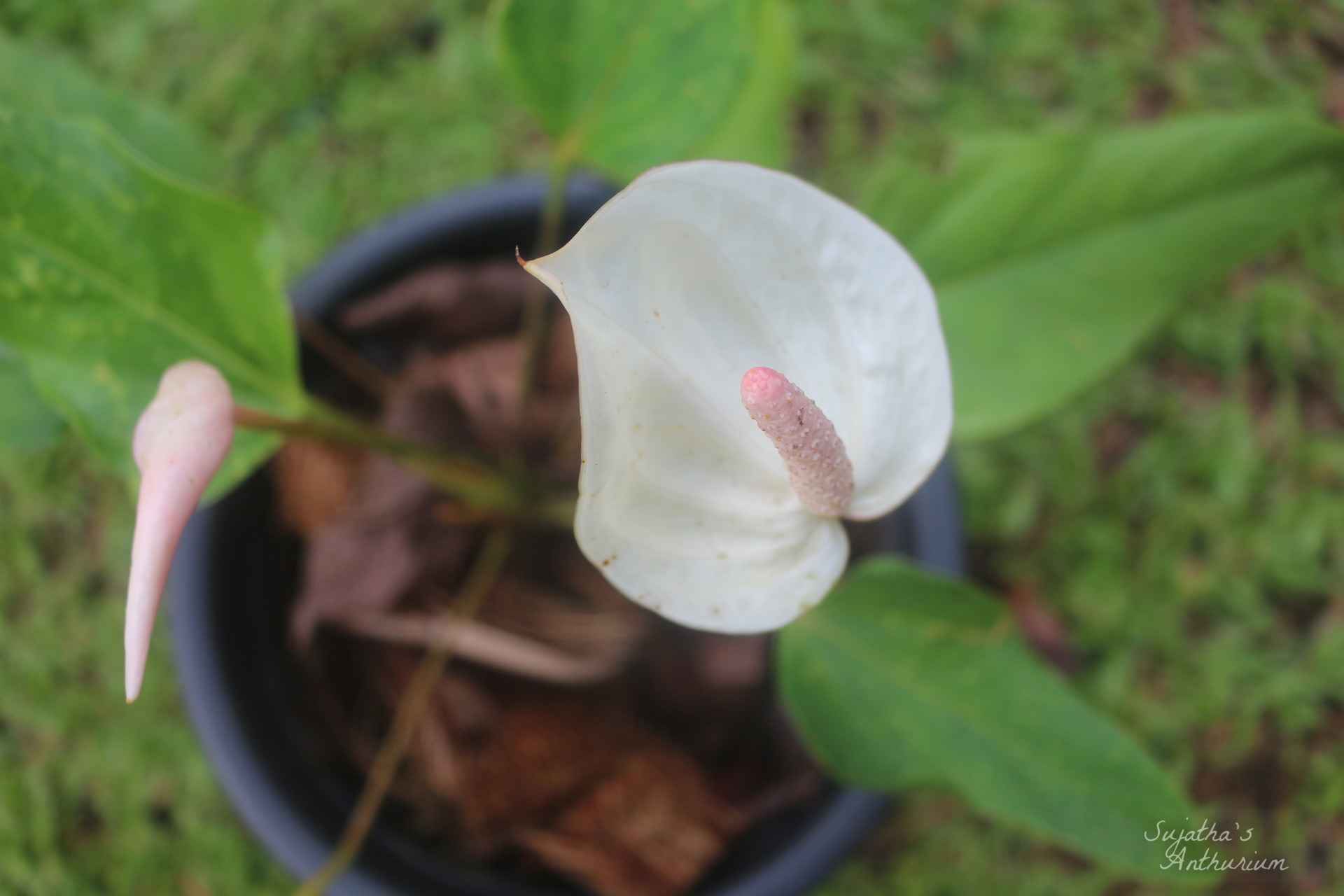 Anthurium variant White Beauty. Flower has a white spathe and a pale purple spadix. image 8