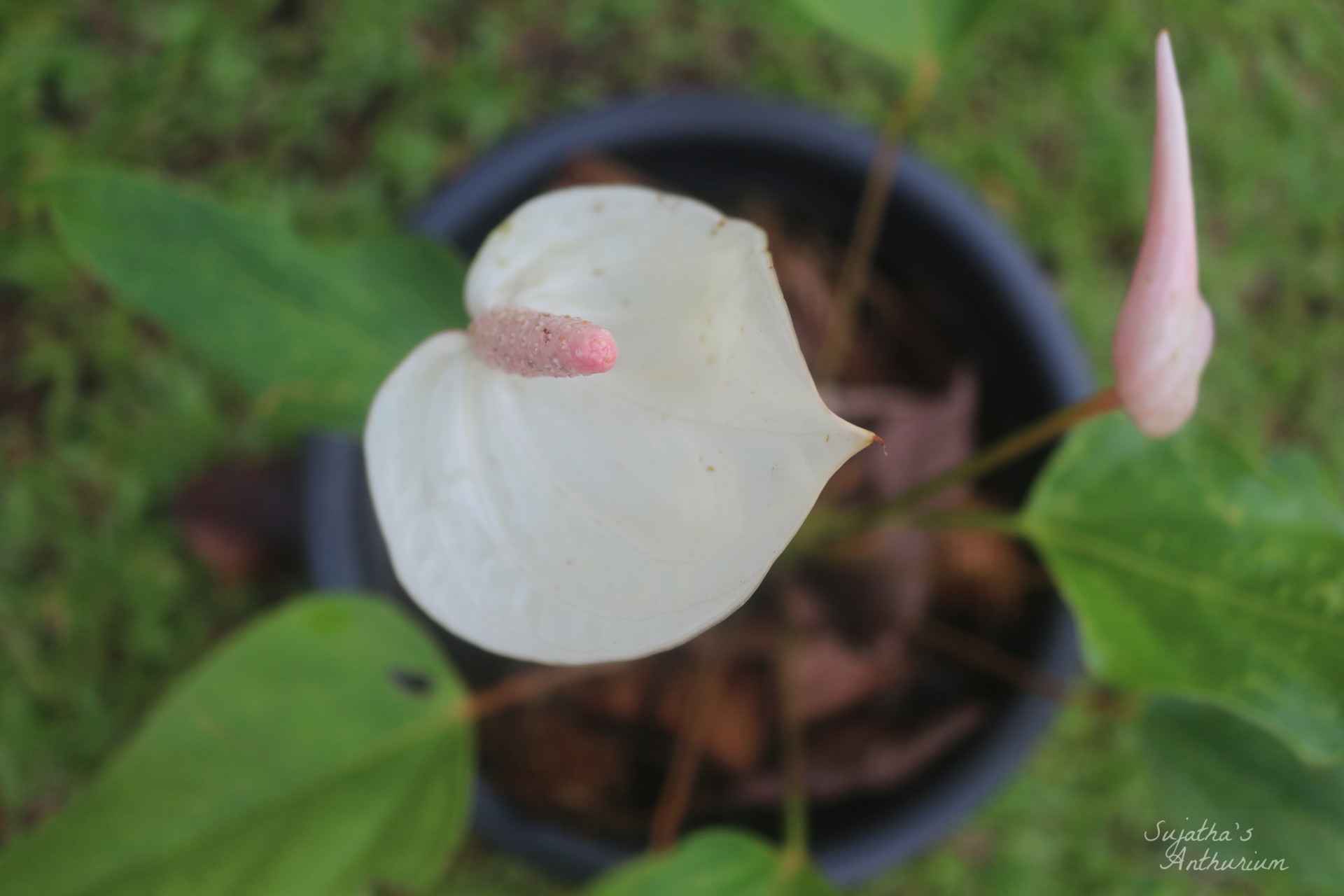 Anthurium variant White Beauty. Flower has a white spathe and a pale purple spadix. image 9