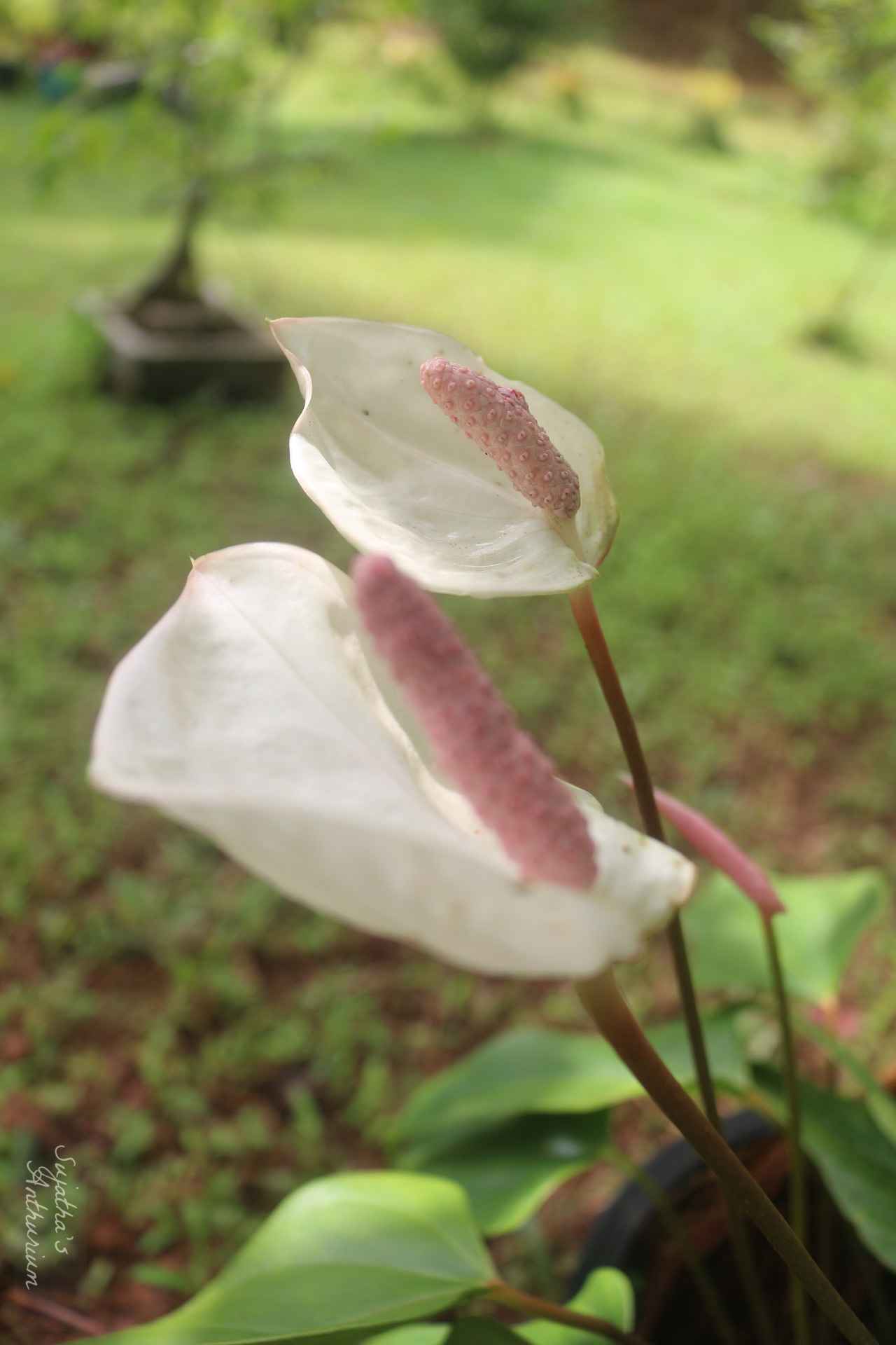Anthurium variant White Beauty. Flower has a white spathe and a pale purple spadix. image 10