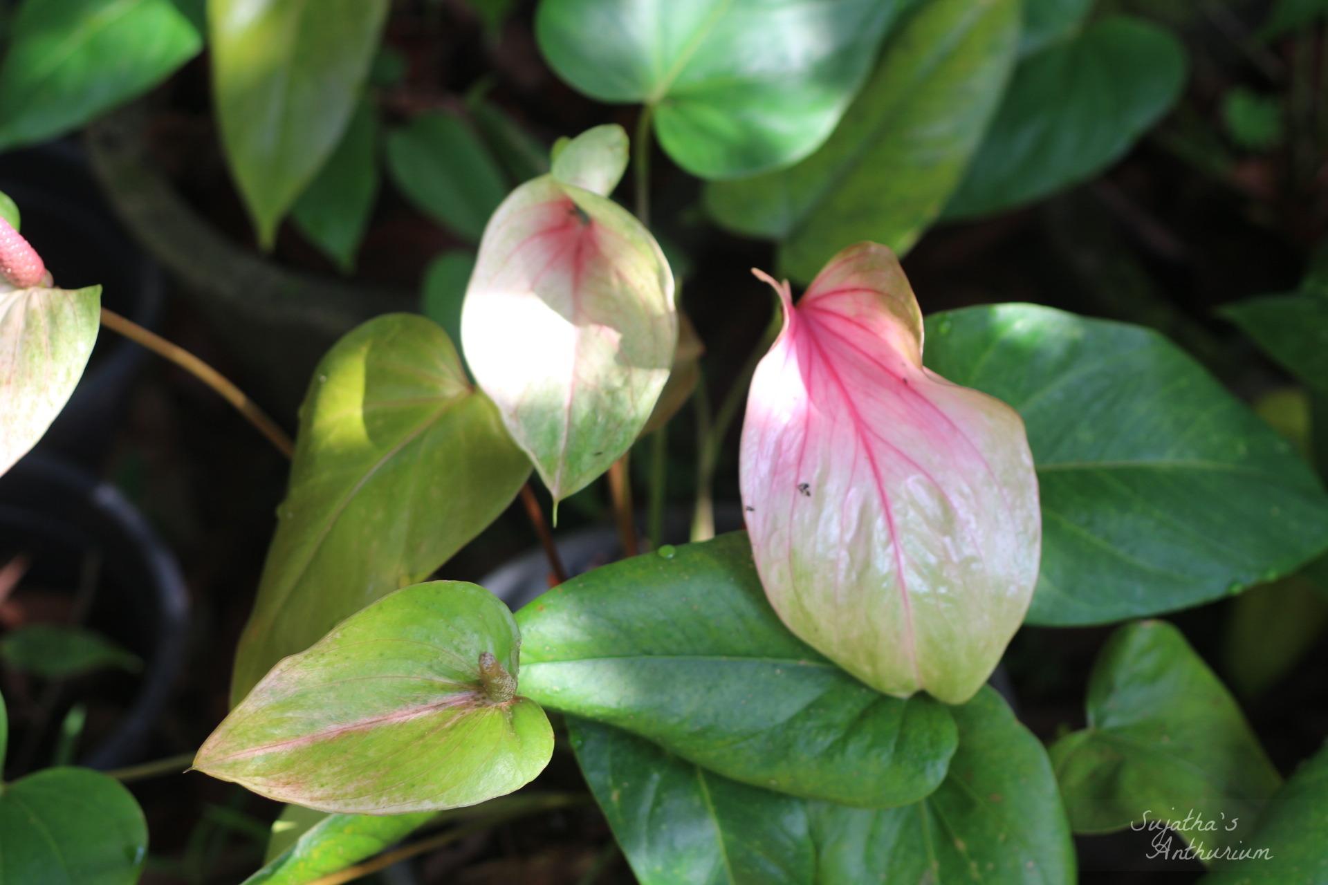 Anthurium variant Alexia Purple. Flower has a pink, white spathe and a purple spadix. image 1