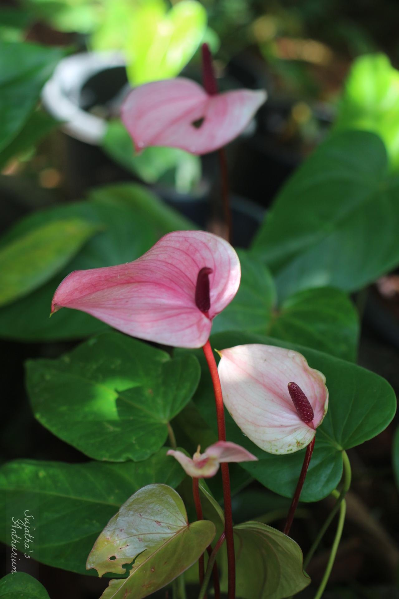 Anthurium variant Alexia Purple. Flower has a pink, white spathe and a purple spadix. image 2