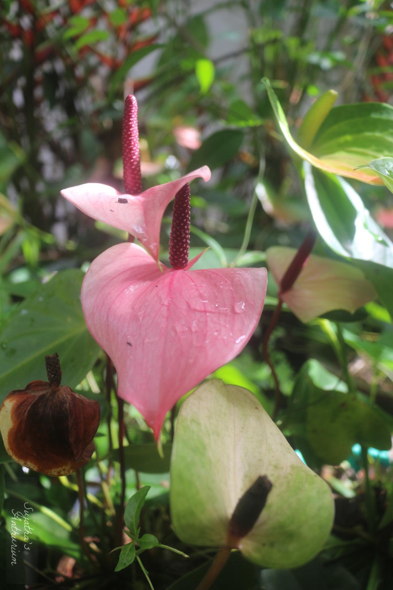 Anthurium variant Alexia Purple. Flower has a pink, white spathe and a purple spadix. image 3
