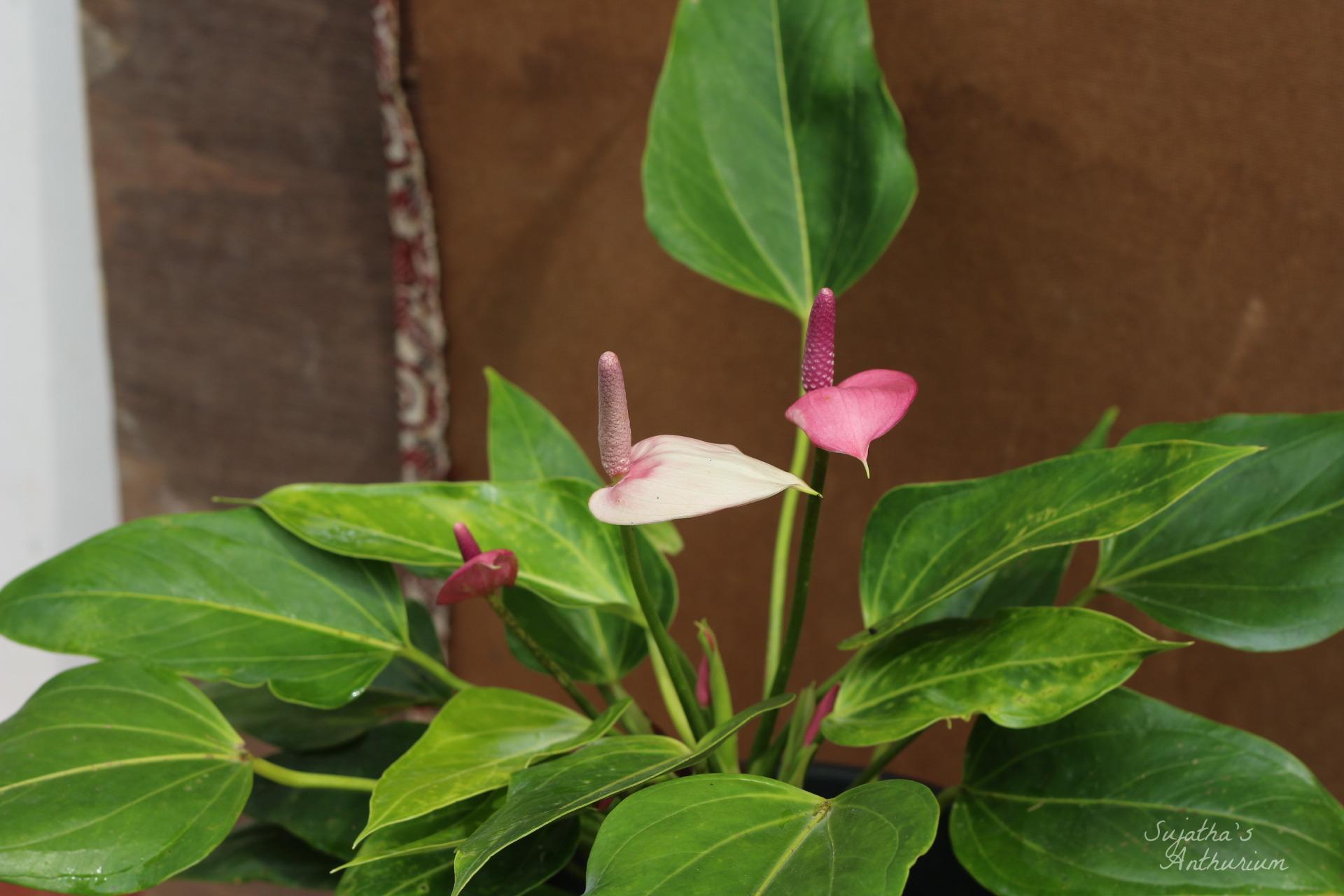 Anthurium variant Baby Purple. Flower has a purple spathe and a dark purple spadix. image 1