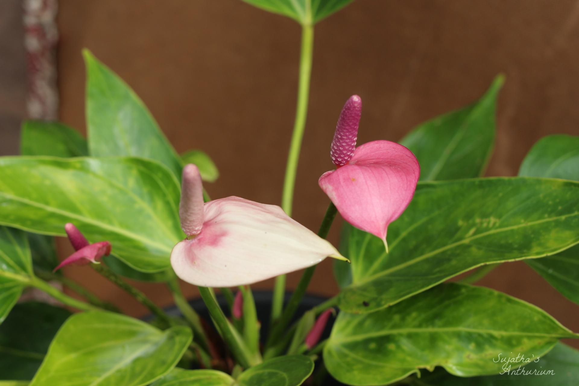 Anthurium variant Baby Purple. Flower has a purple spathe and a dark purple spadix. image 2