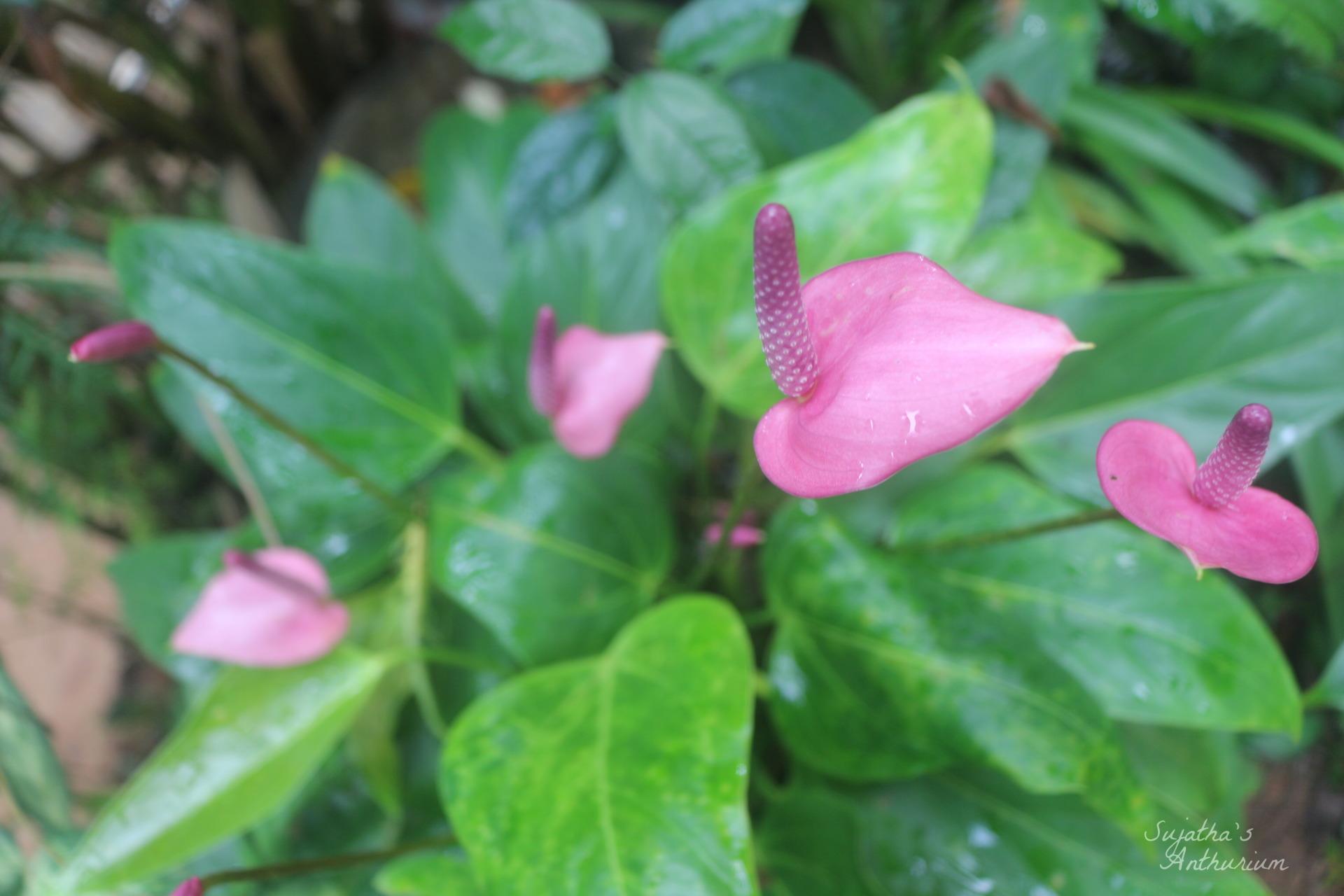 Anthurium variant Baby Purple. Flower has a purple spathe and a dark purple spadix. image 4