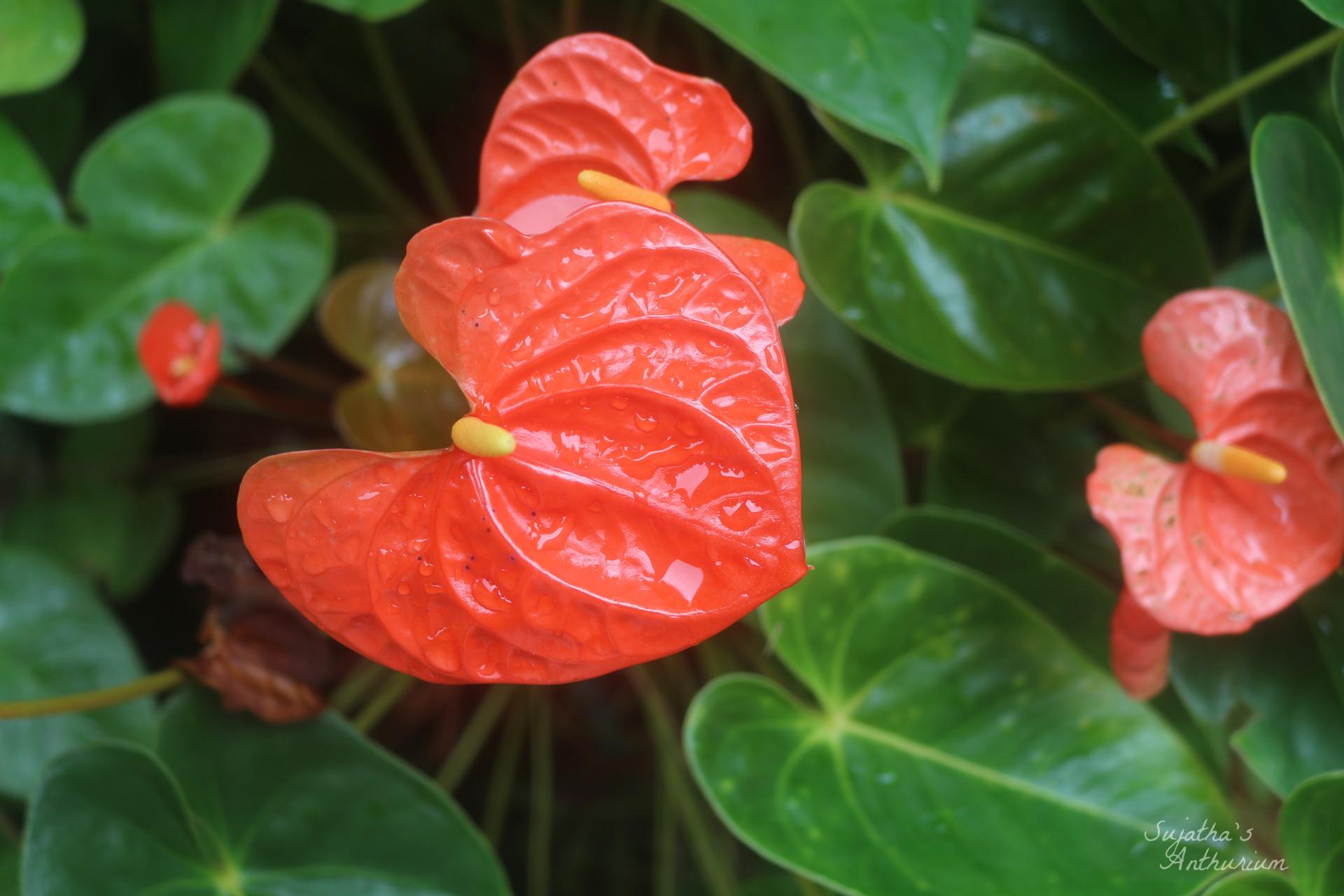Anthurium variant Butterfly Orange. Flower has a orange, green spathe and a yellow spadix. image 6