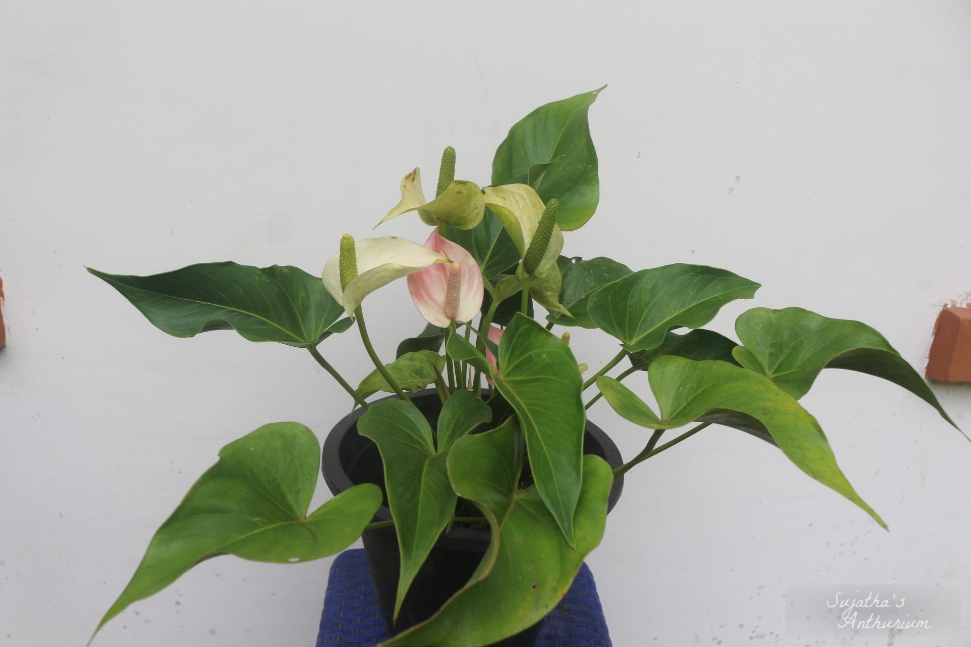 Anthurium variant Jolly. Flower has a pink curly spathe and a mild pink spadix. image 1