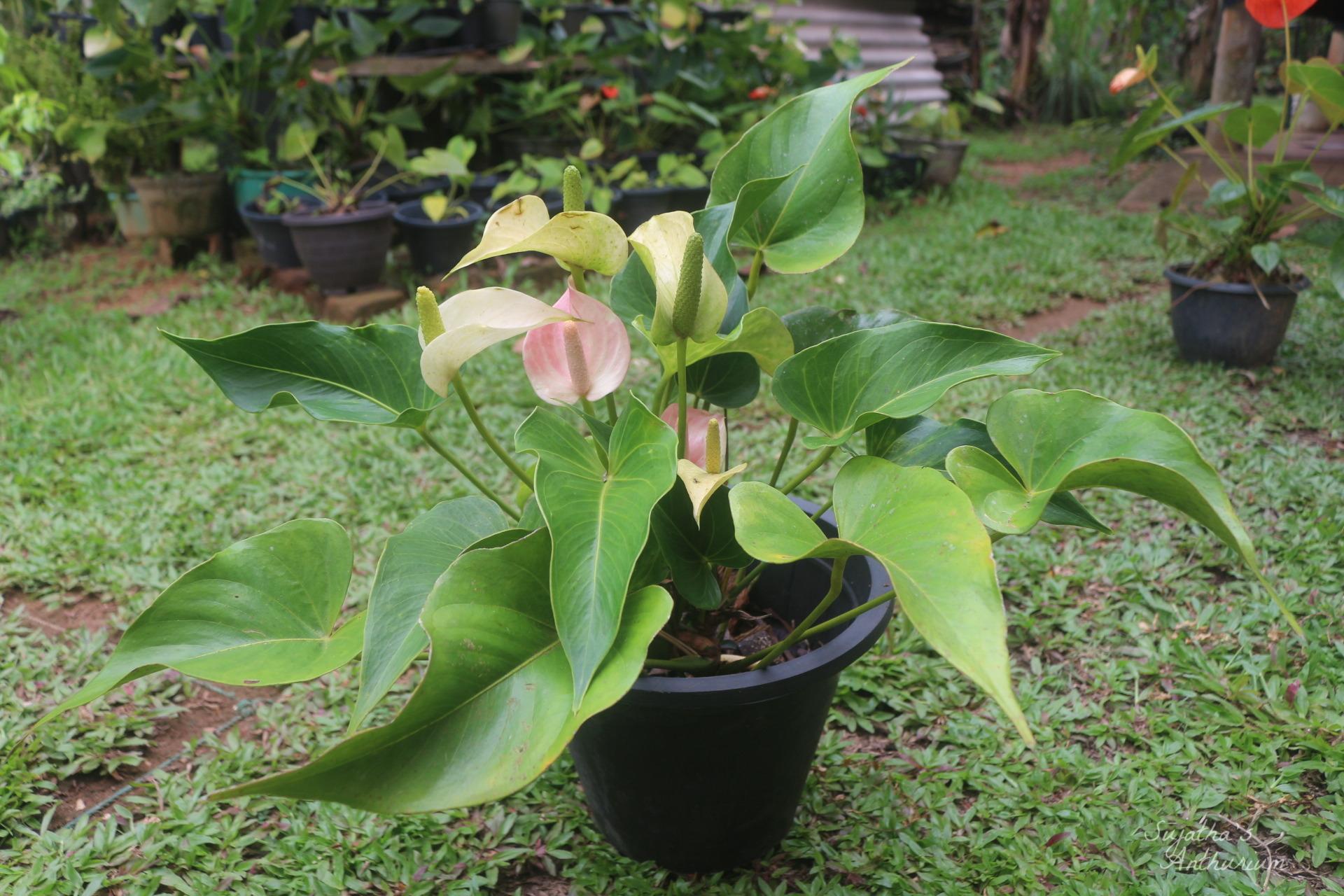 Anthurium variant Jolly. Flower has a pink curly spathe and a mild pink spadix. image 2