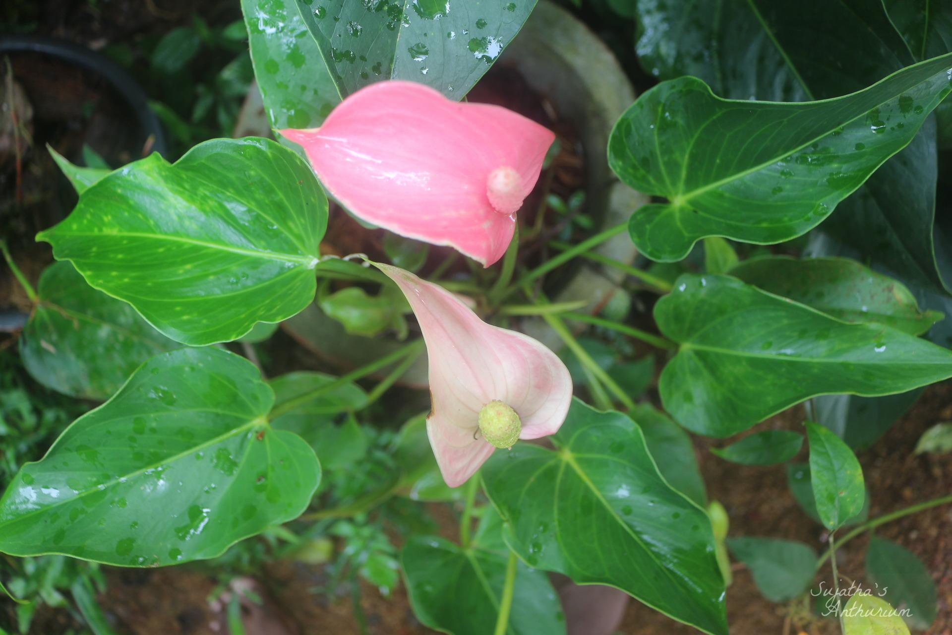 Anthurium variant Jolly. Flower has a pink curly spathe and a mild pink spadix. image 4